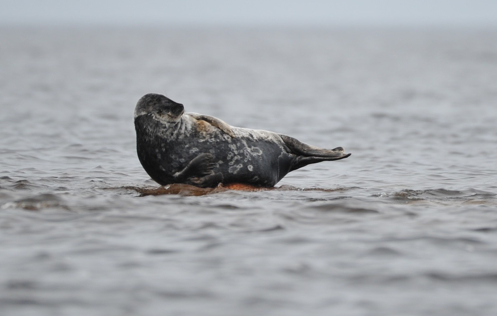 Farewell, Kurgalsky reserve. - Protection of Nature, Ladoga seal, Nord Stream-2, Kurgalsky Nature Reserve