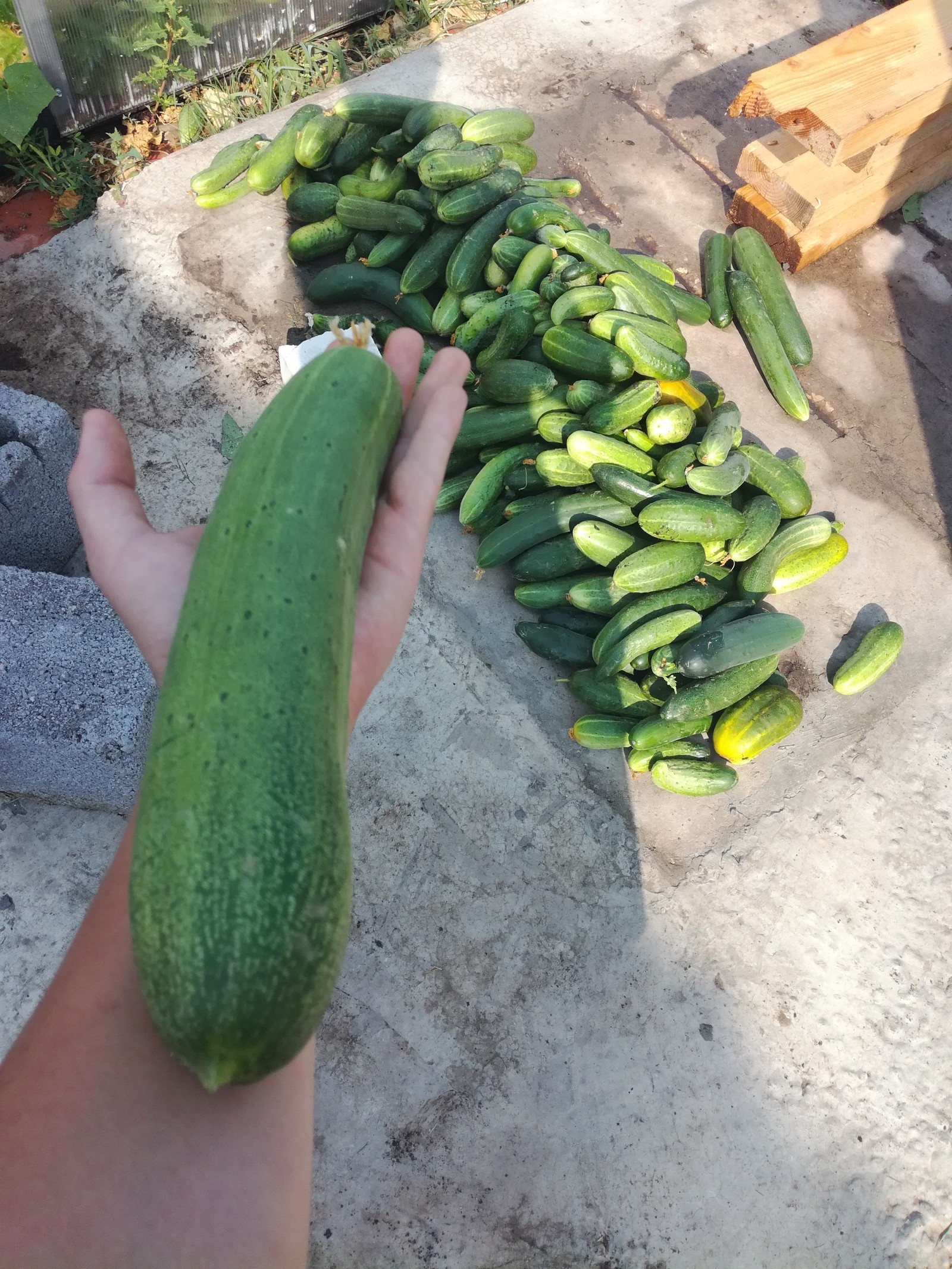 Collected cucumbers)) - My, Garden, Cucumbers