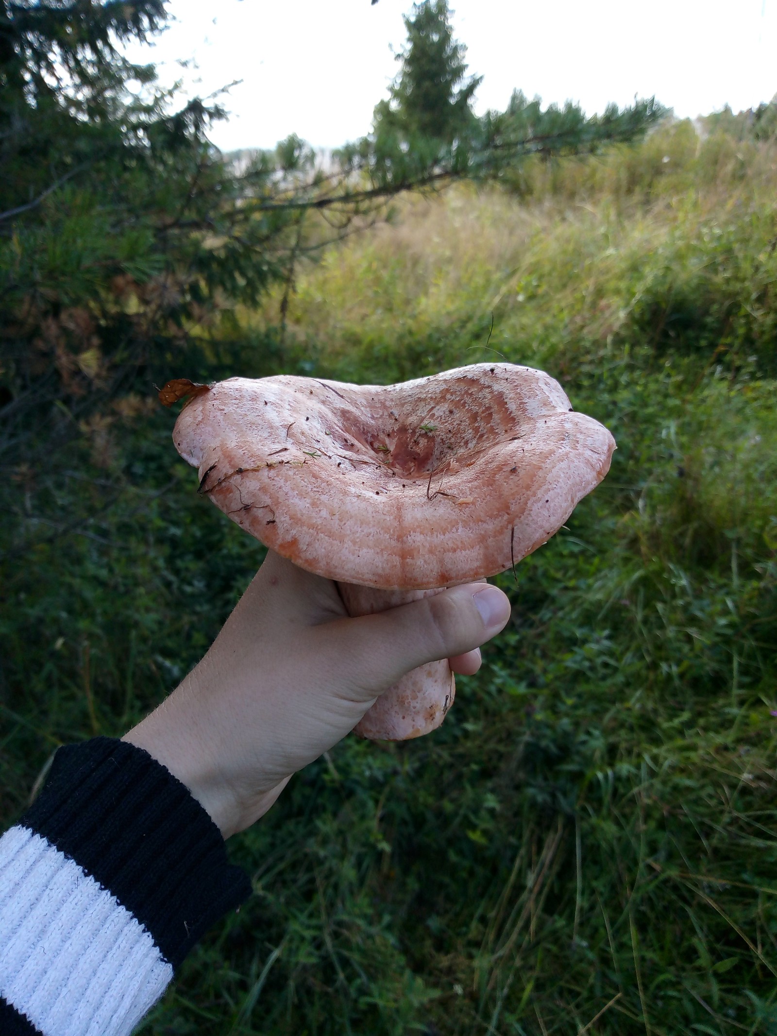 Mushroom mania! - Mushrooms, Kirov region, Ginger mushrooms