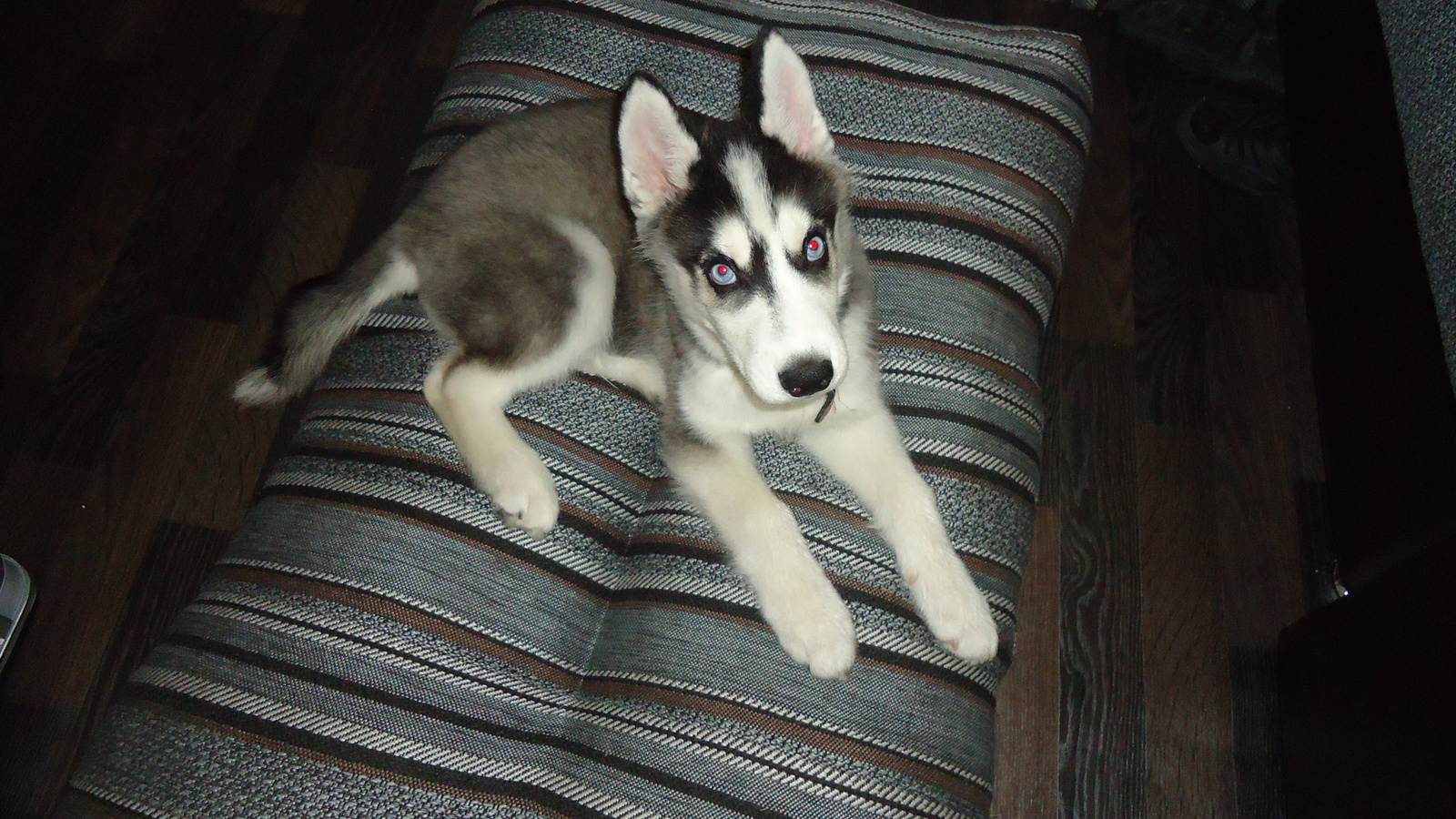 Husky post - My, Pets, Siberian Husky, Growing up, Longpost, The photo, Dog, Husky