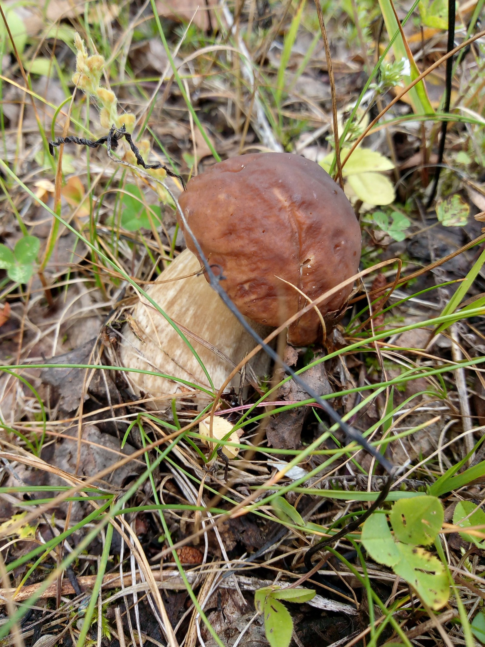 Mushroom Mania 2 - My, Silent hunt, Mushrooms, Longpost