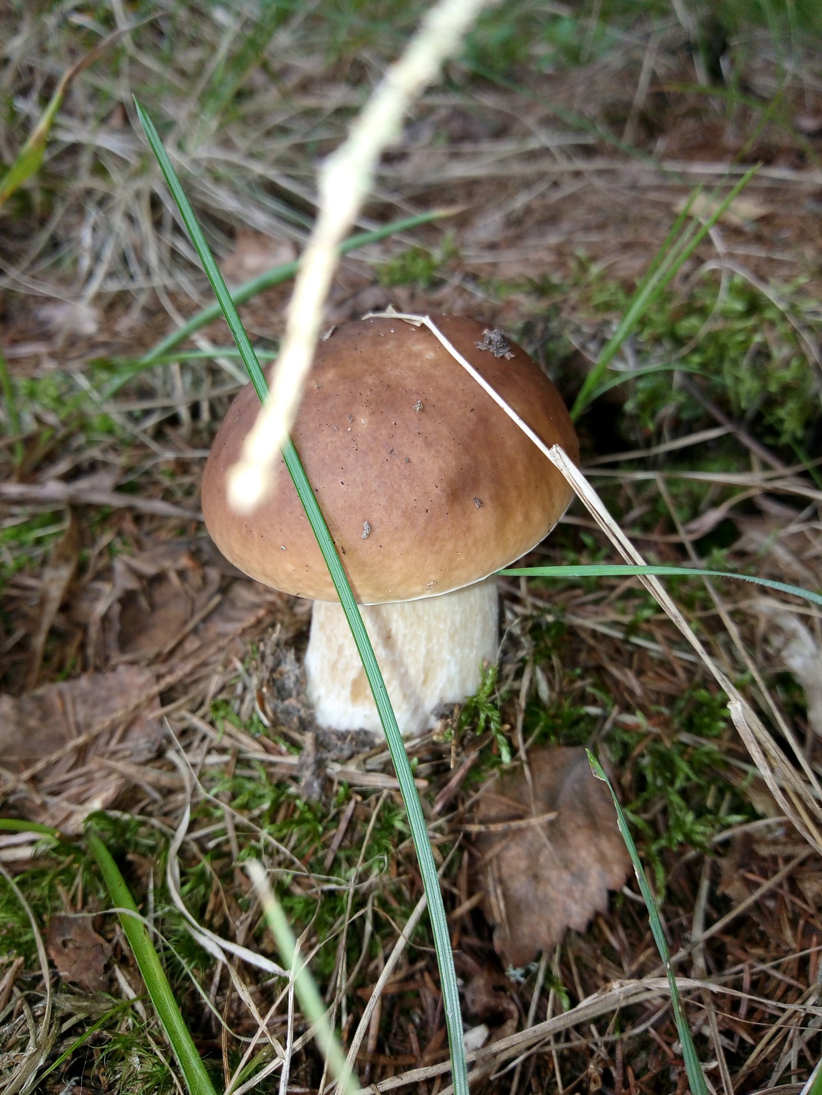 Mushroom Mania 2 - My, Silent hunt, Mushrooms, Longpost