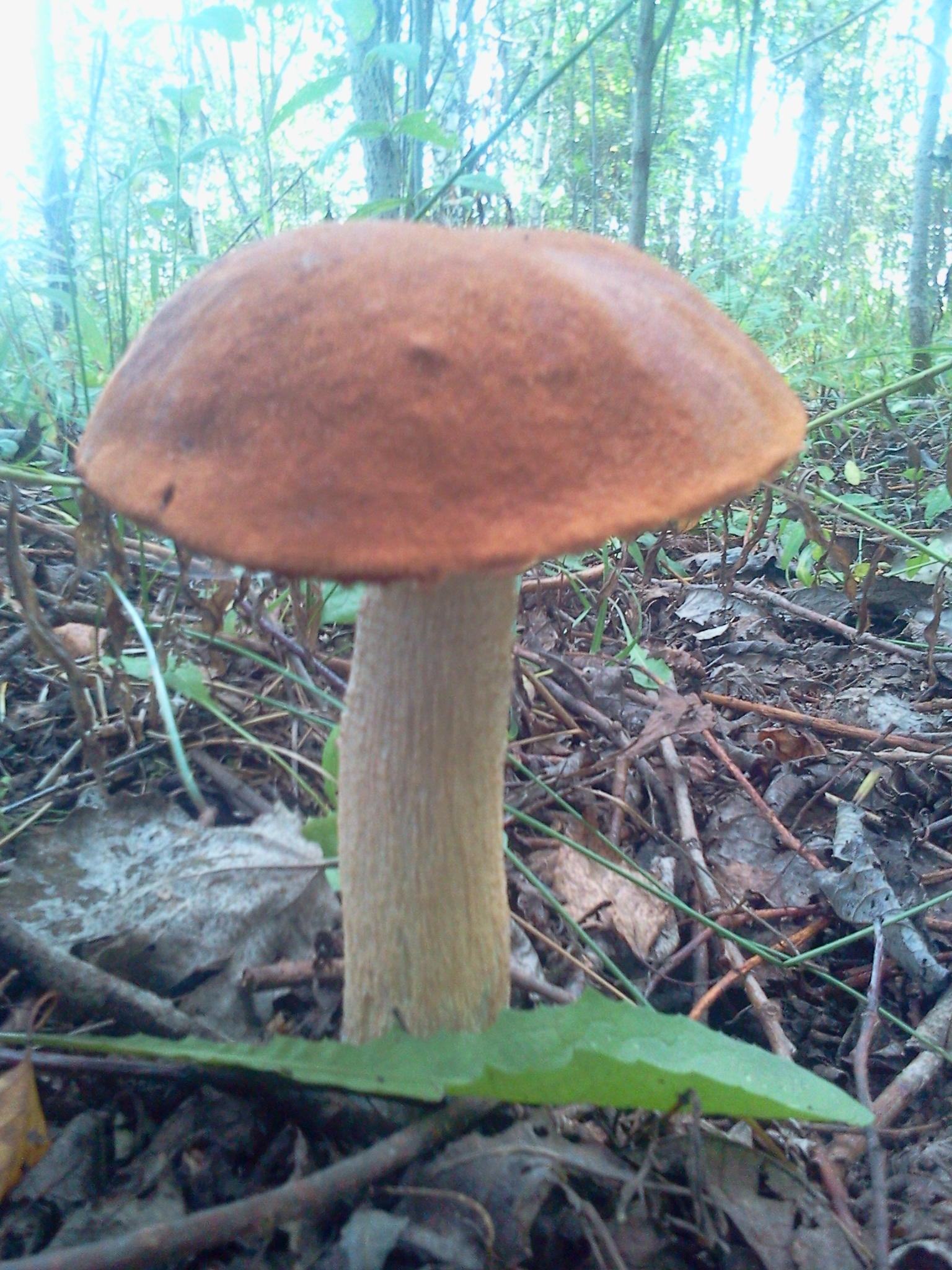 First autumn. - My, Mushrooms, Republic of Belarus, Longpost, Silent hunt