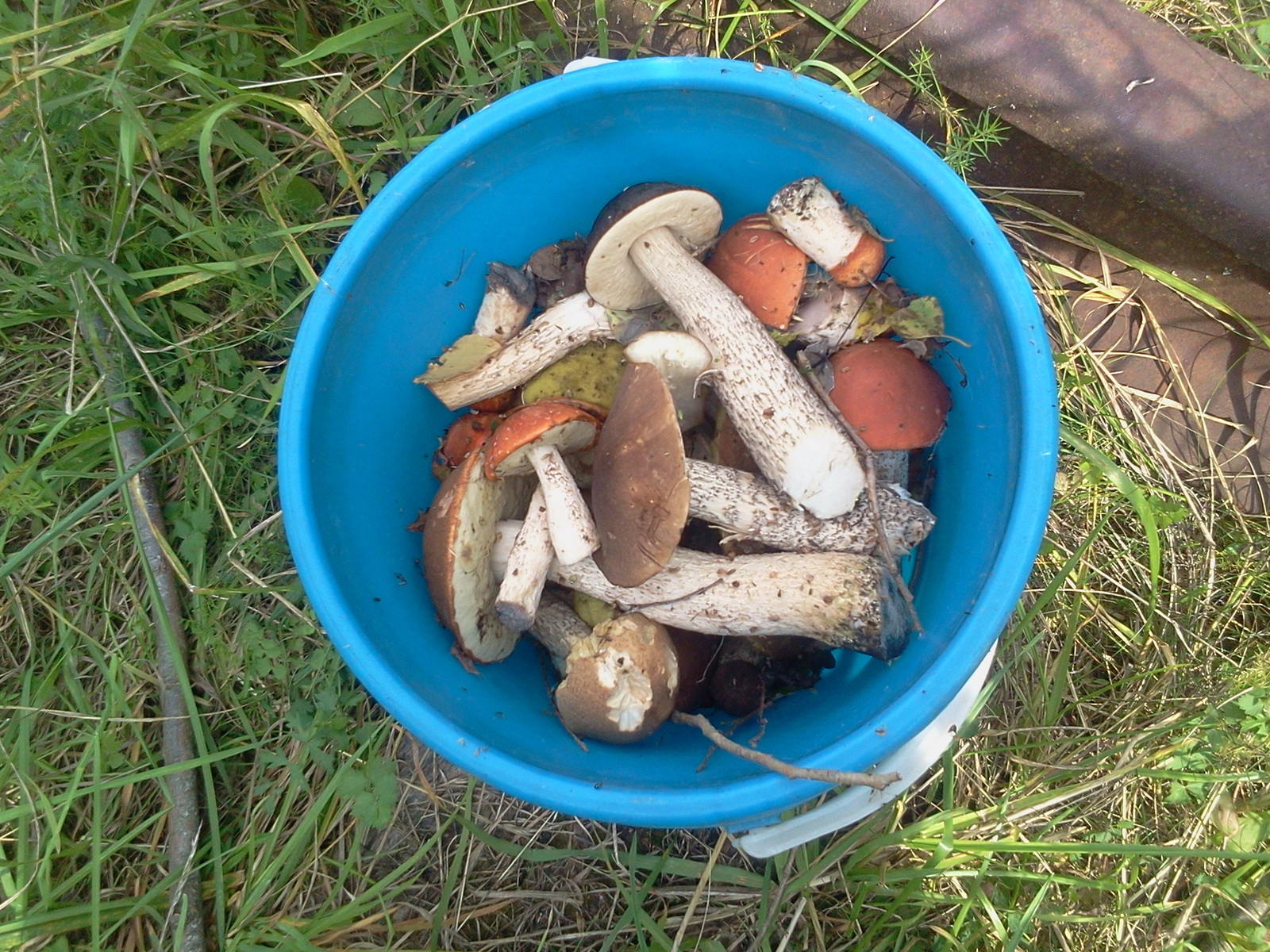 First autumn. - My, Mushrooms, Republic of Belarus, Longpost, Silent hunt