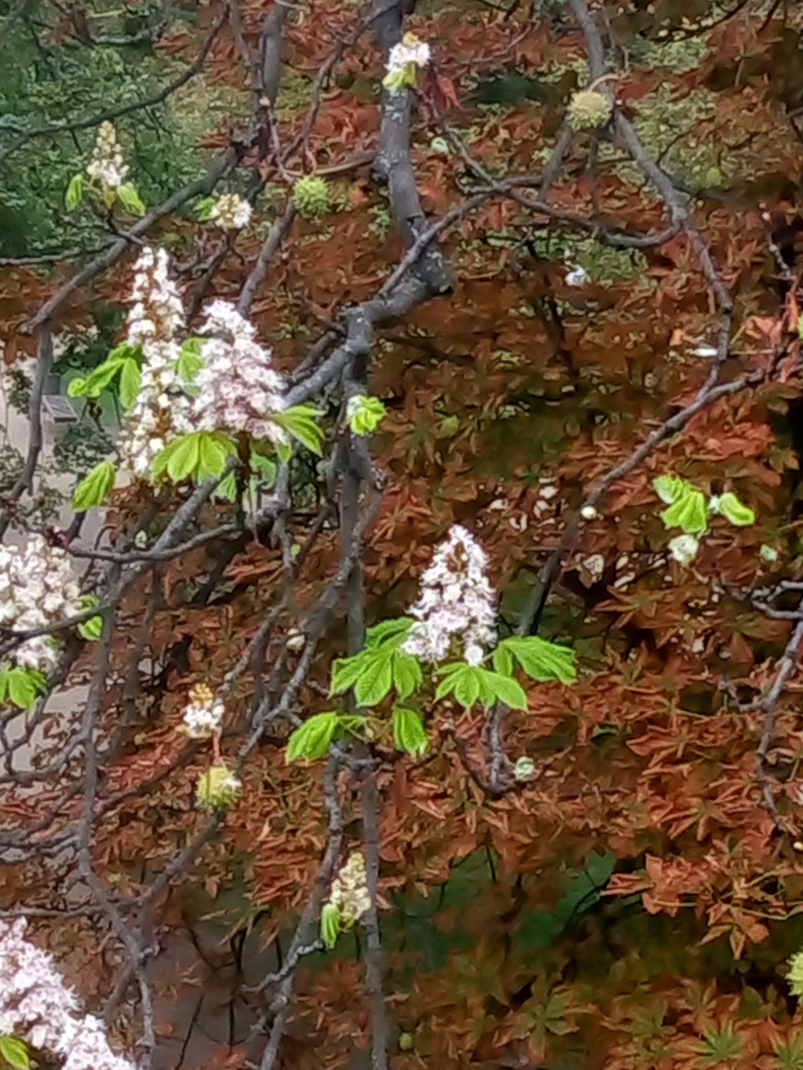 Is spring back? - Chestnut, Bloom, Longpost