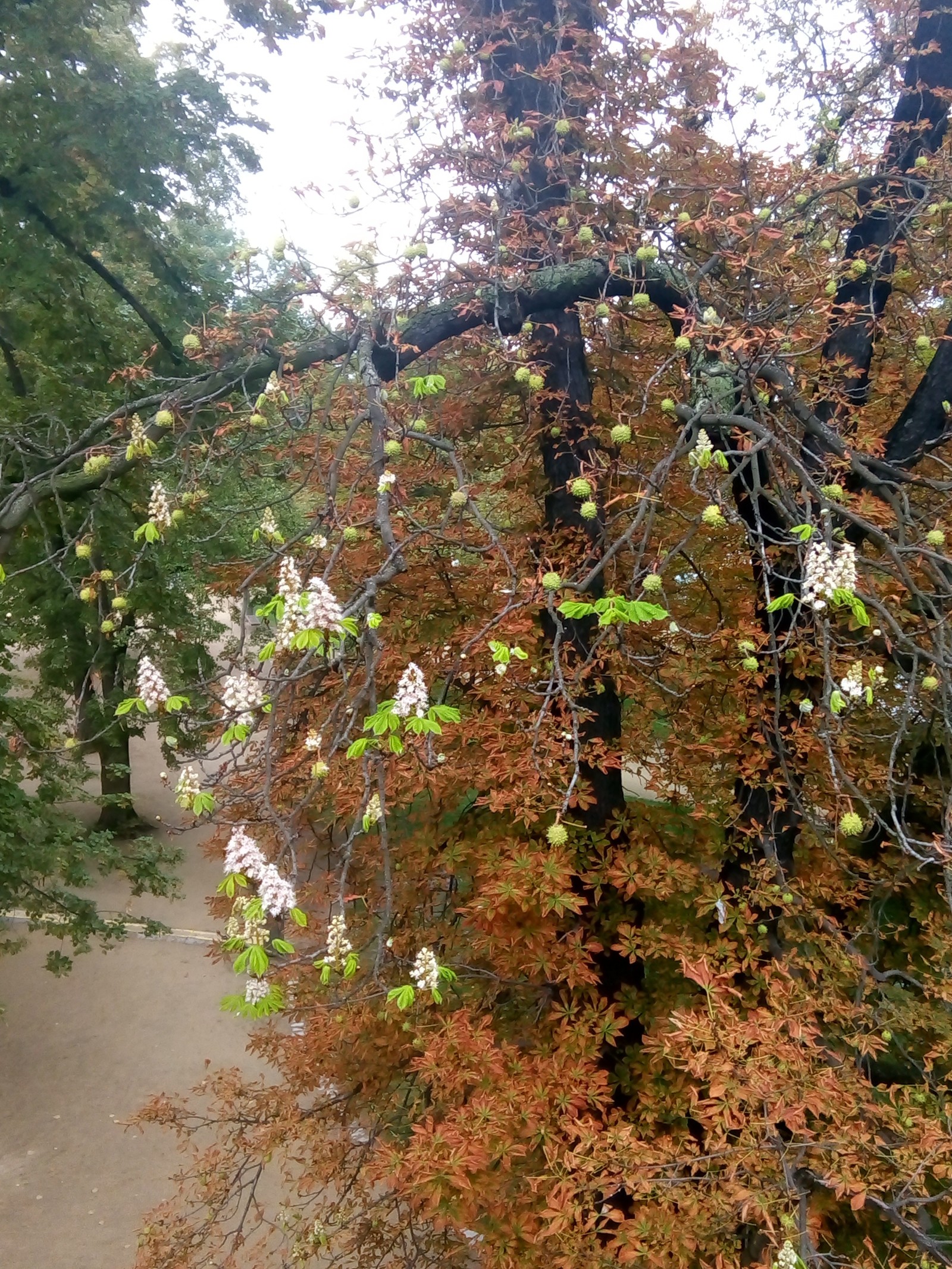 Is spring back? - Chestnut, Bloom, Longpost