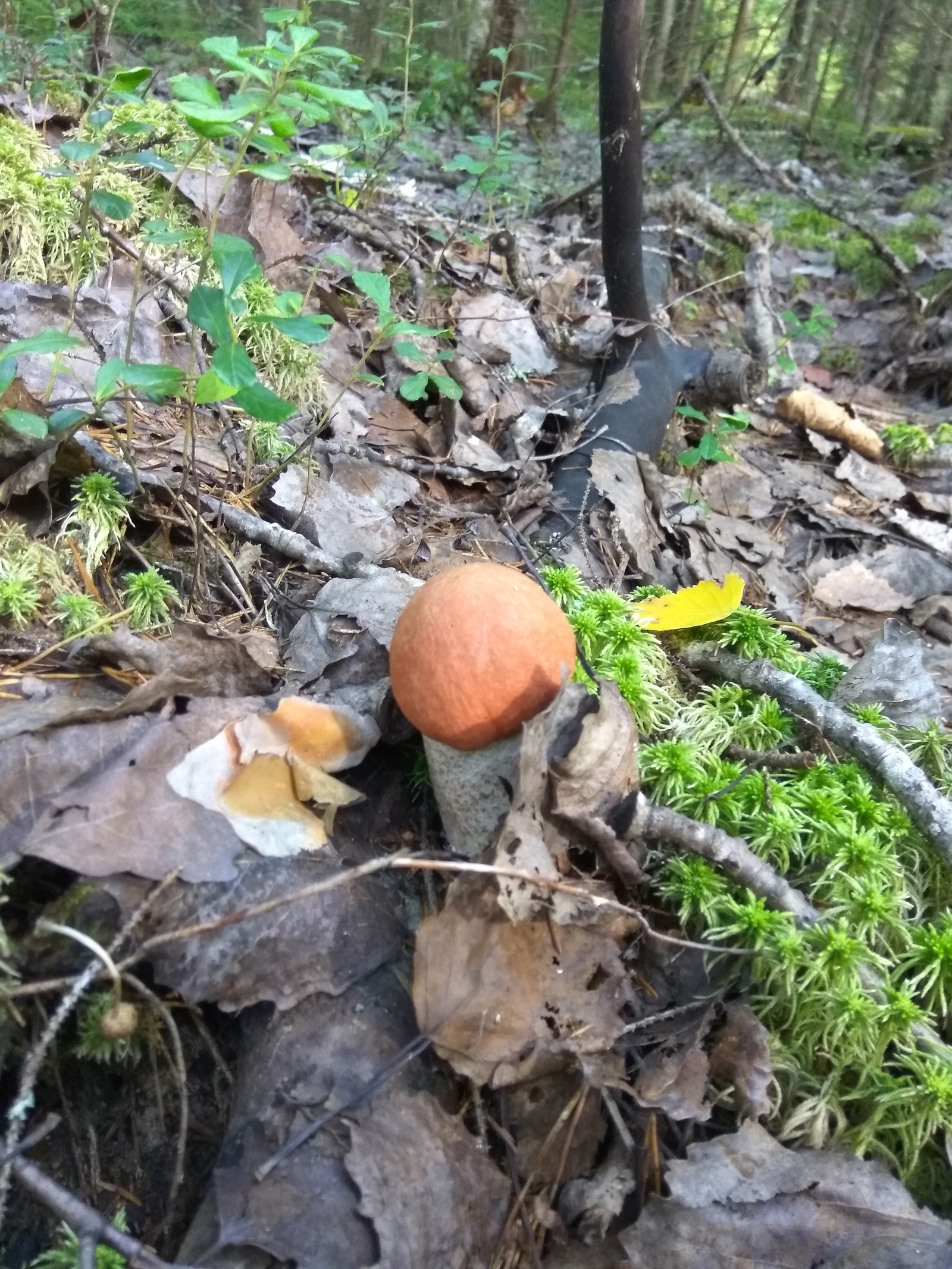 Hiking for mushrooms - My, White, Red, Forest, Silent hunt, Mushrooms, Leningrad region, Longpost