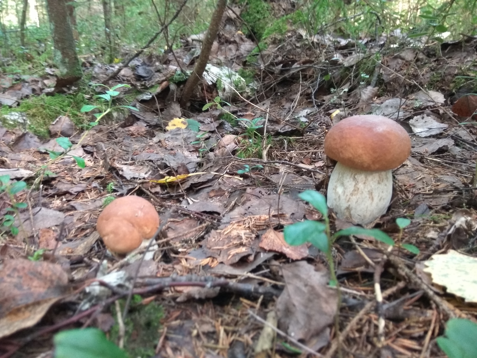 Hiking for mushrooms - My, White, Red, Forest, Silent hunt, Mushrooms, Leningrad region, Longpost