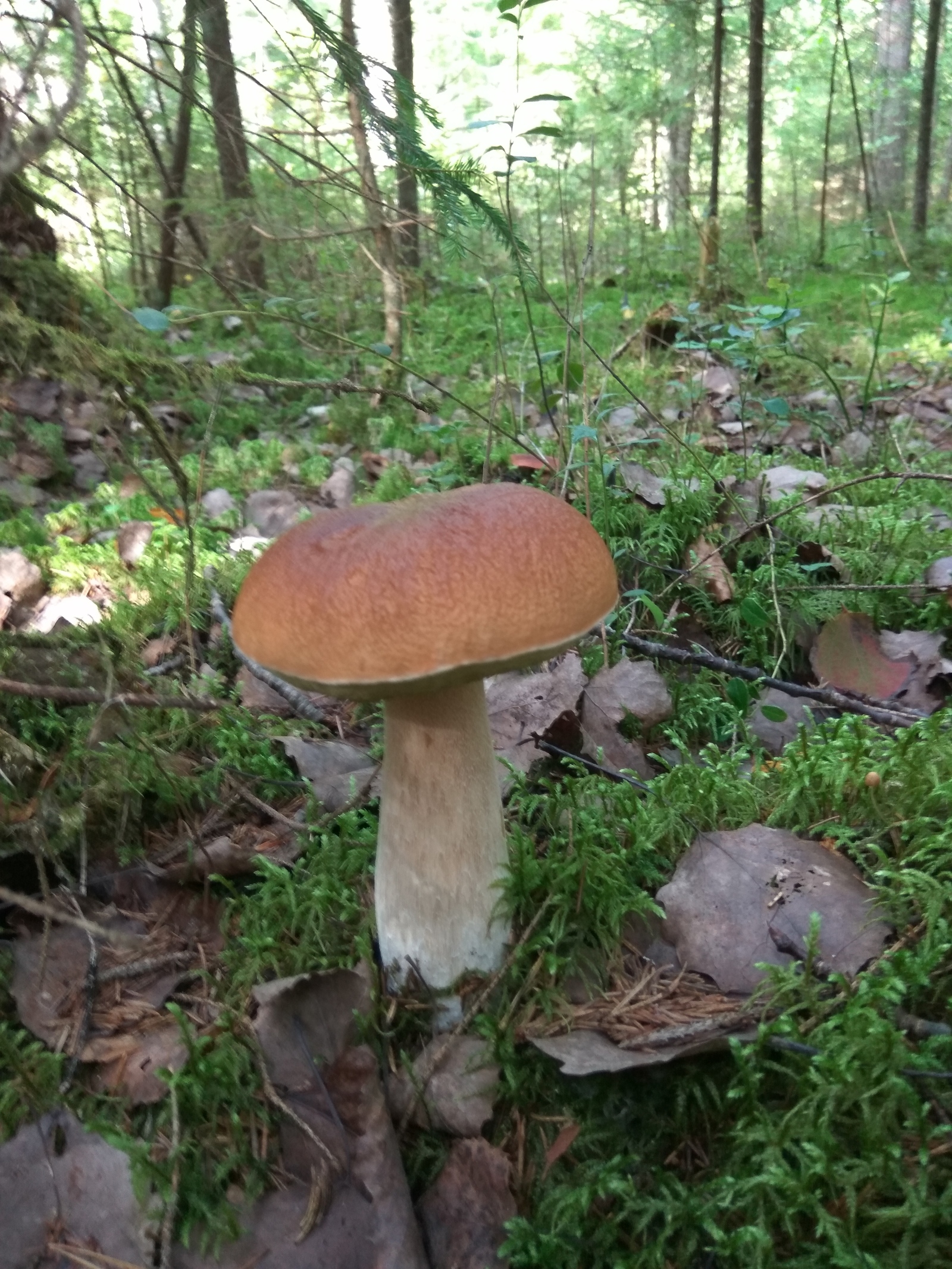 Hiking for mushrooms - My, White, Red, Forest, Silent hunt, Mushrooms, Leningrad region, Longpost