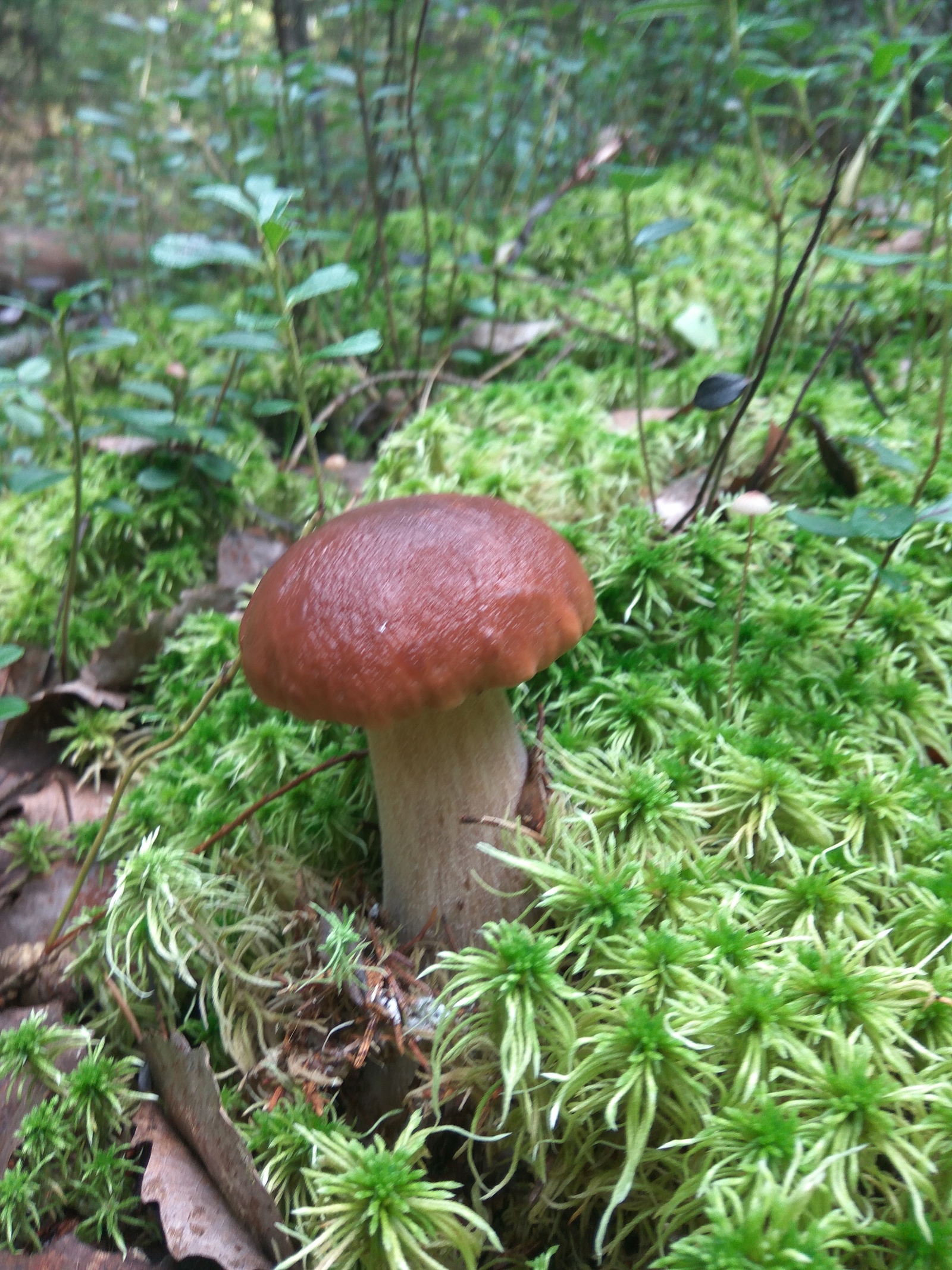 Hiking for mushrooms - My, White, Red, Forest, Silent hunt, Mushrooms, Leningrad region, Longpost