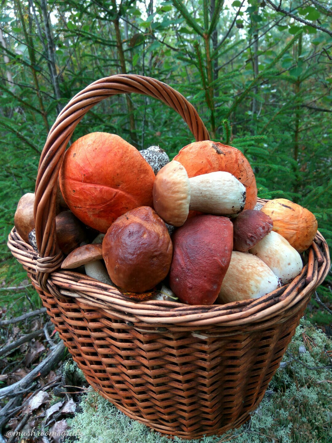 Silent hunt - My, Mushrooms, Silent hunt, Forest, Boletus, Porcini, Boletus