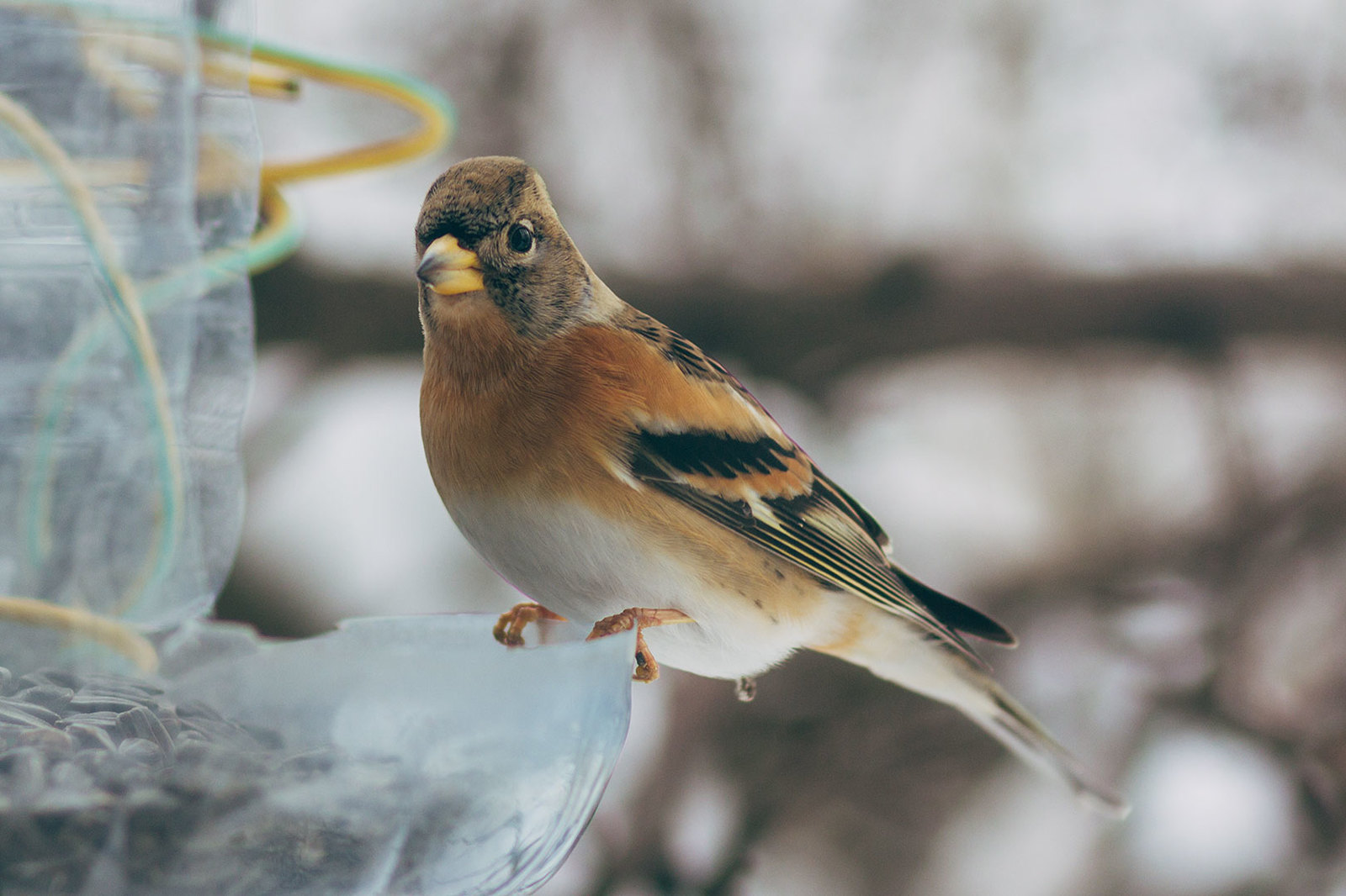 my tits - My, Feeding, Longpost, Tit, Trough