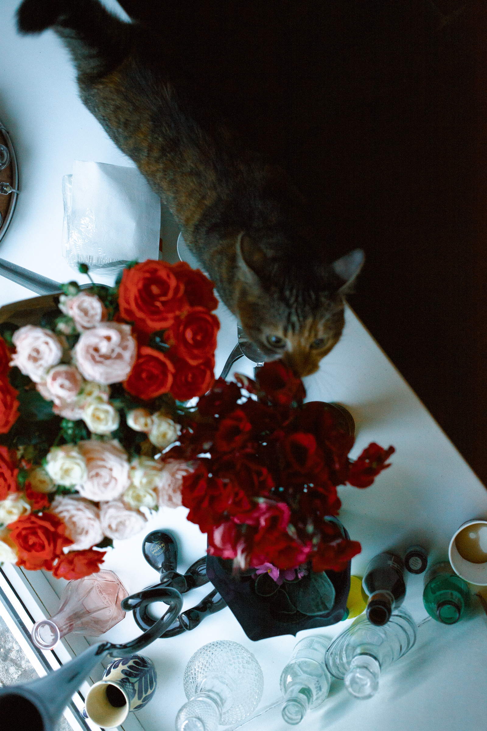 Cat and flowers - My, cat, Flowers