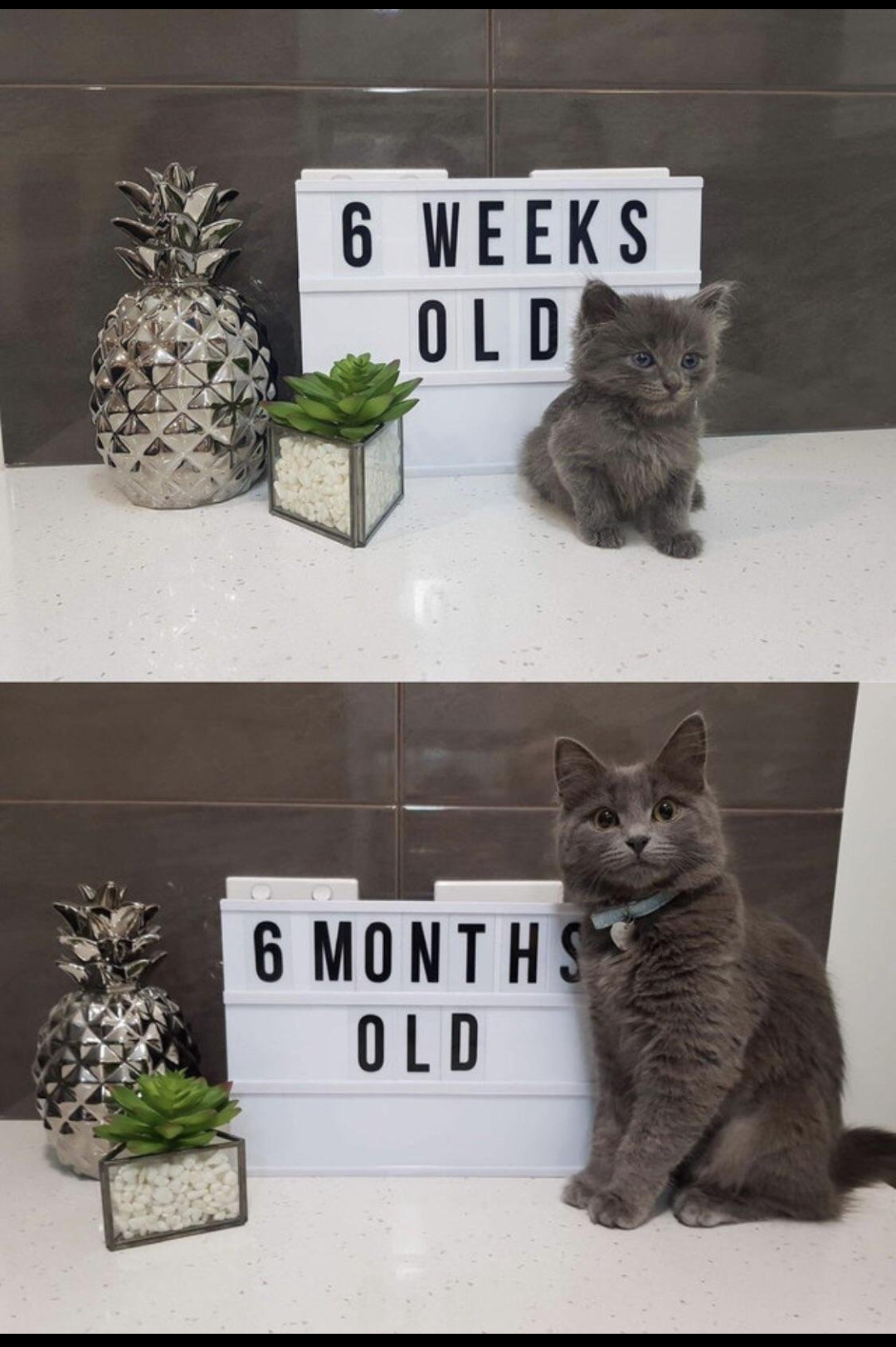 Then and Now - Reddit, cat