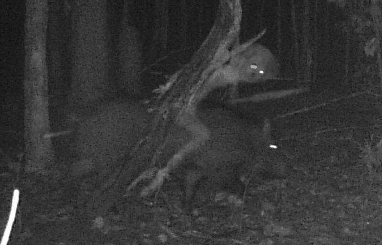 German claims to have photographed a forest deity riding a wild boar - Paranormal, Myths, Mystic, The photo, Longpost