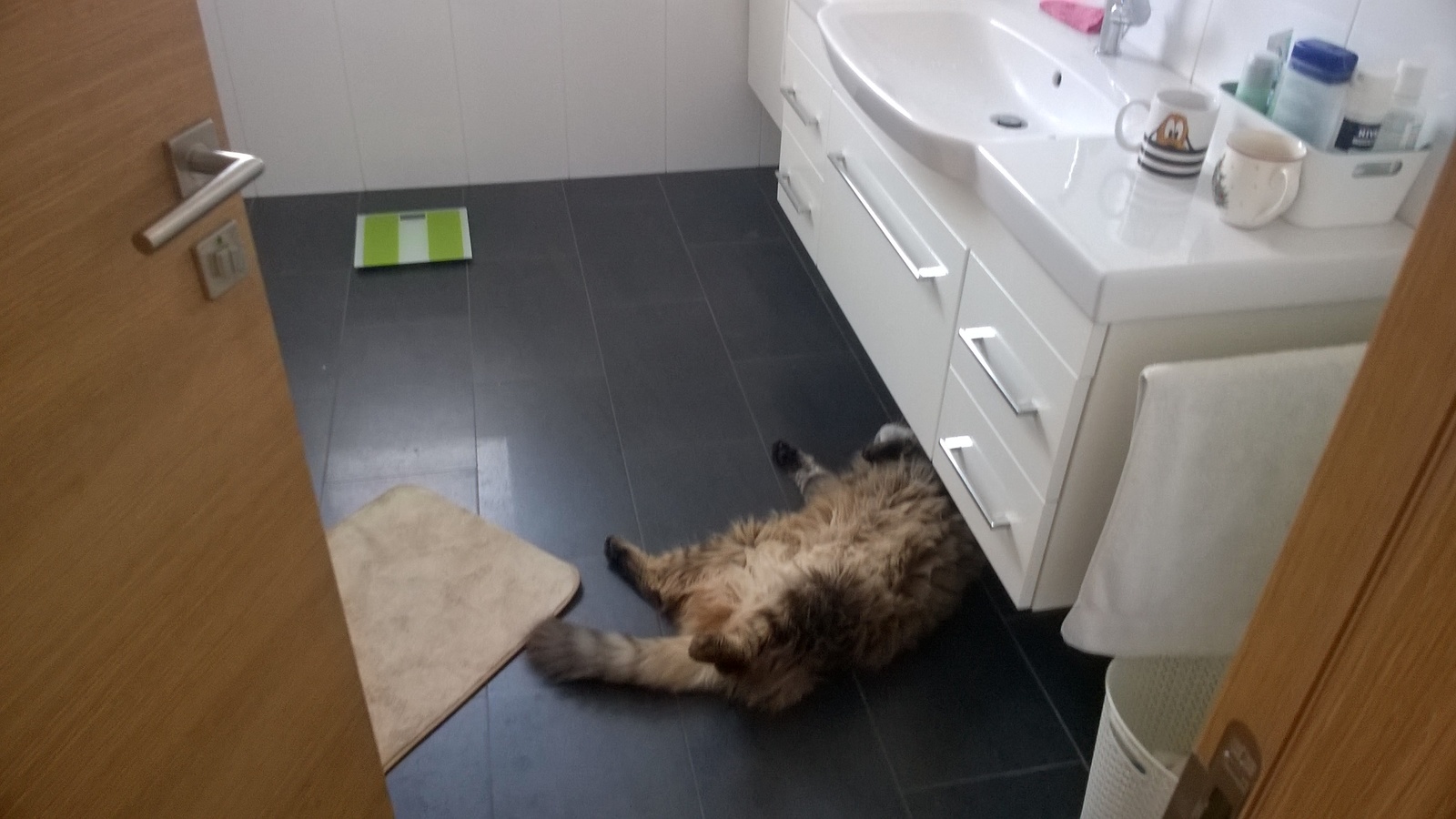 The cat fixes the sink - My, cat, Maine Coon