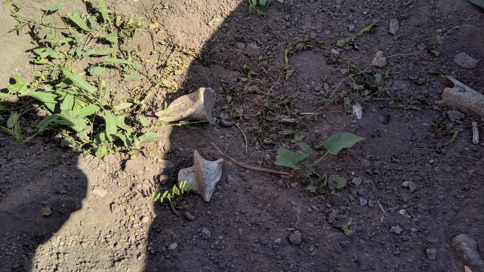 Excavations in the settlement Old Ryazan - My, Archaeologists, Excavations, Remains, Bones, Gorodishche Staraya Ryazan, No rating, Longpost