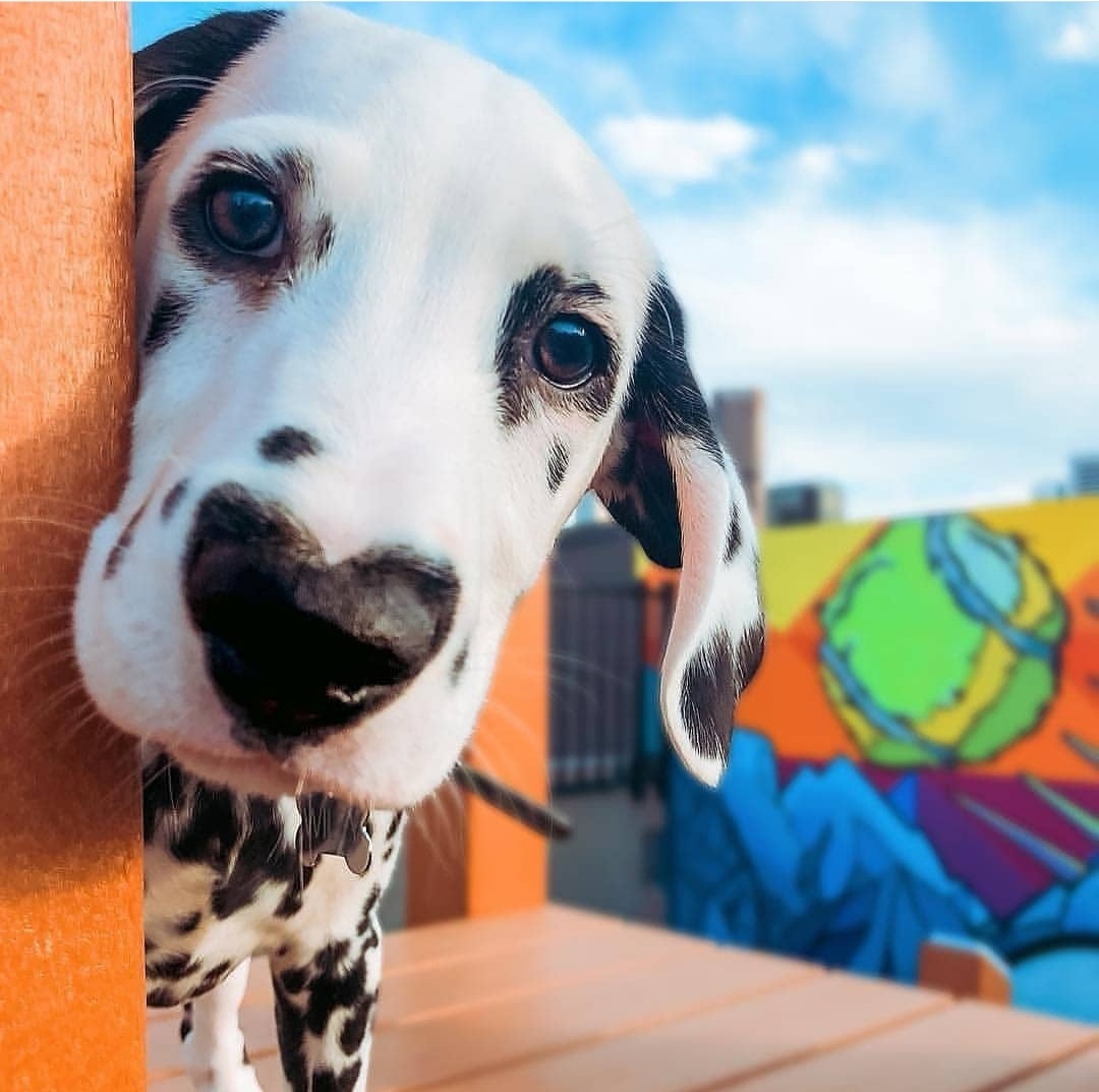 A dog marked by love - Dog, Dalmatian, Color, Puppies, Longpost