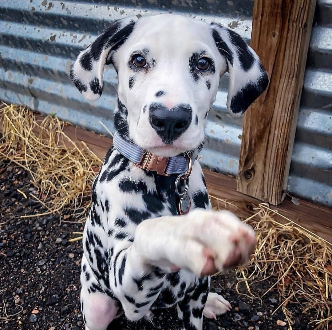 A dog marked by love - Dog, Dalmatian, Color, Puppies, Longpost