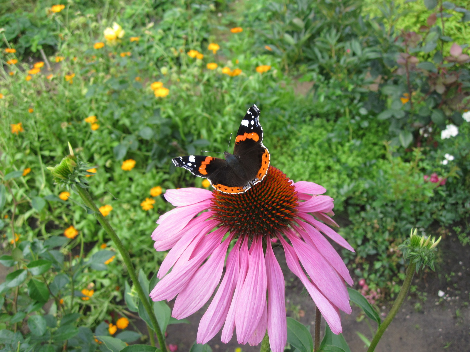 Vacation. Flora. Fauna. part 1 - My, Vacation, Dacha, Nature, The photo, Longpost