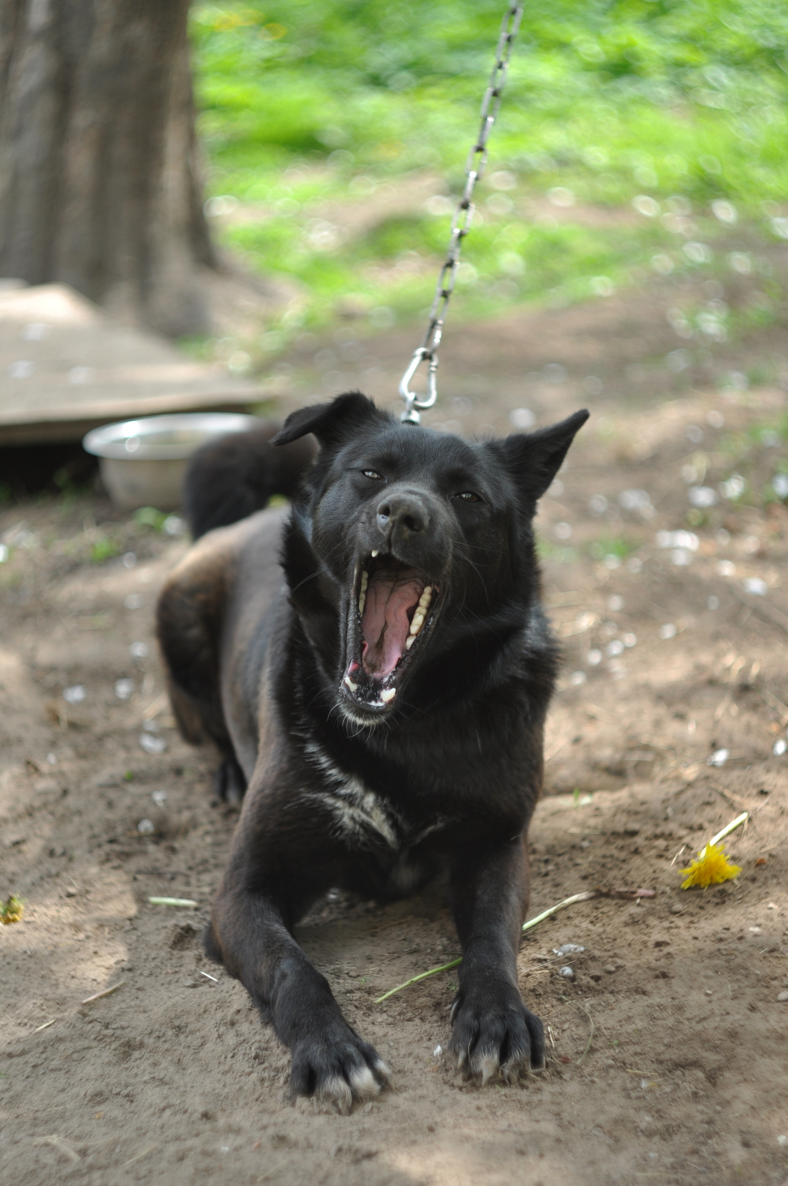 Just a yawning dog - My, Animals, Dog, , Longpost