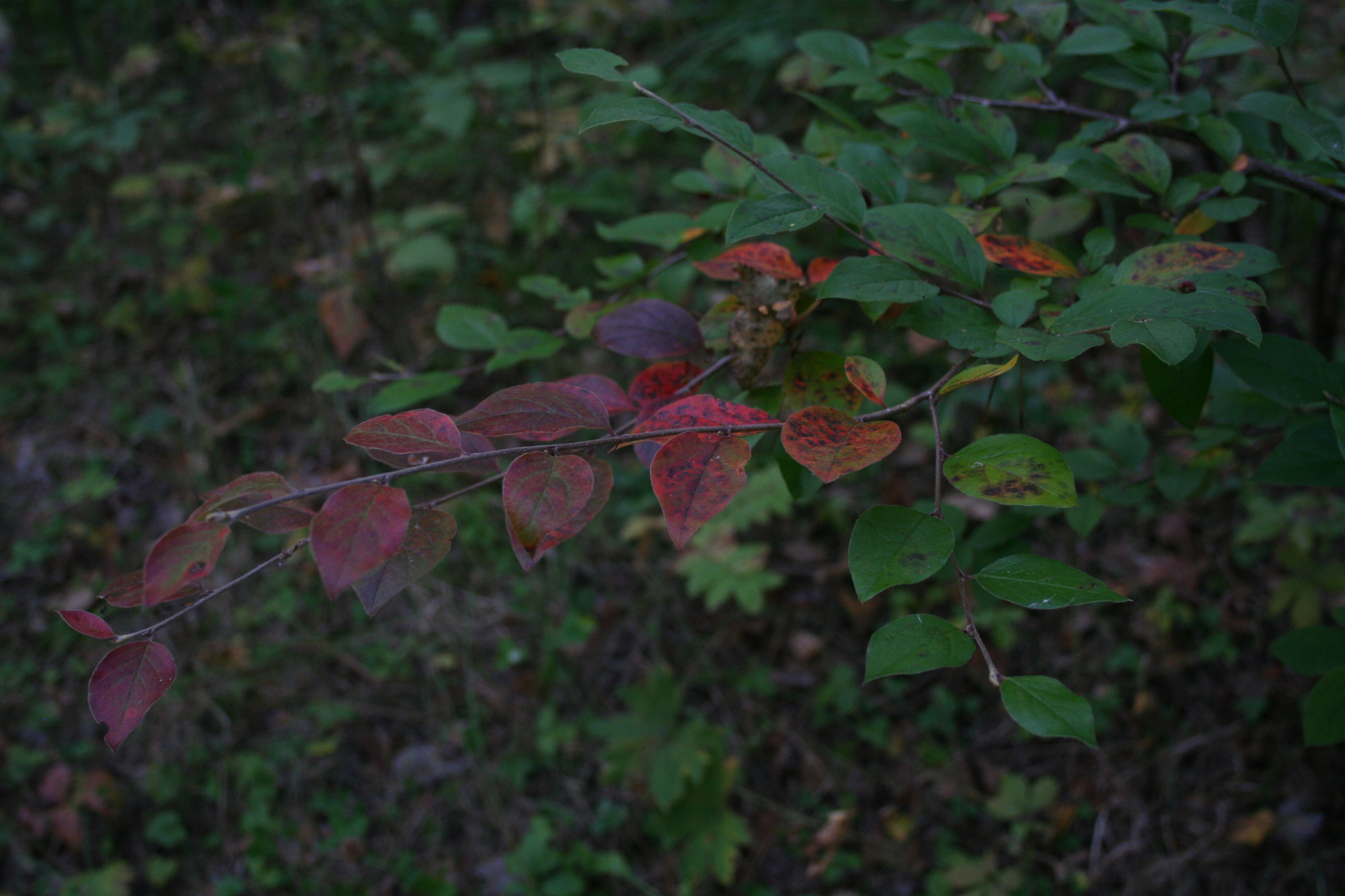 Autumn forest - My, The photo, Forest, Autumn, Longpost