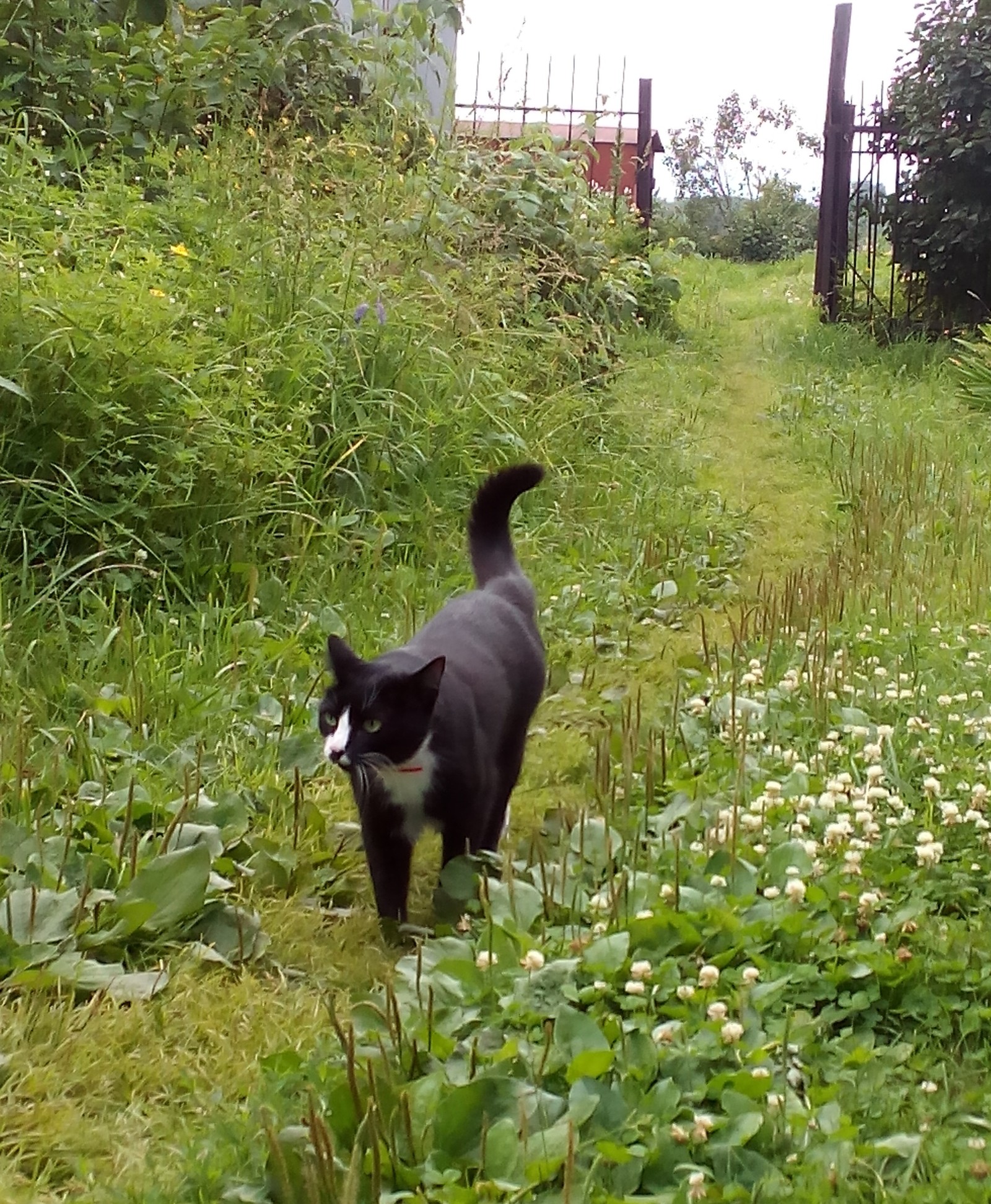 The secret life of our cat. - My, cat, Garden, secret life, EVERYTHING secret becomes EXPLAINED, Summer, Independence, Longpost