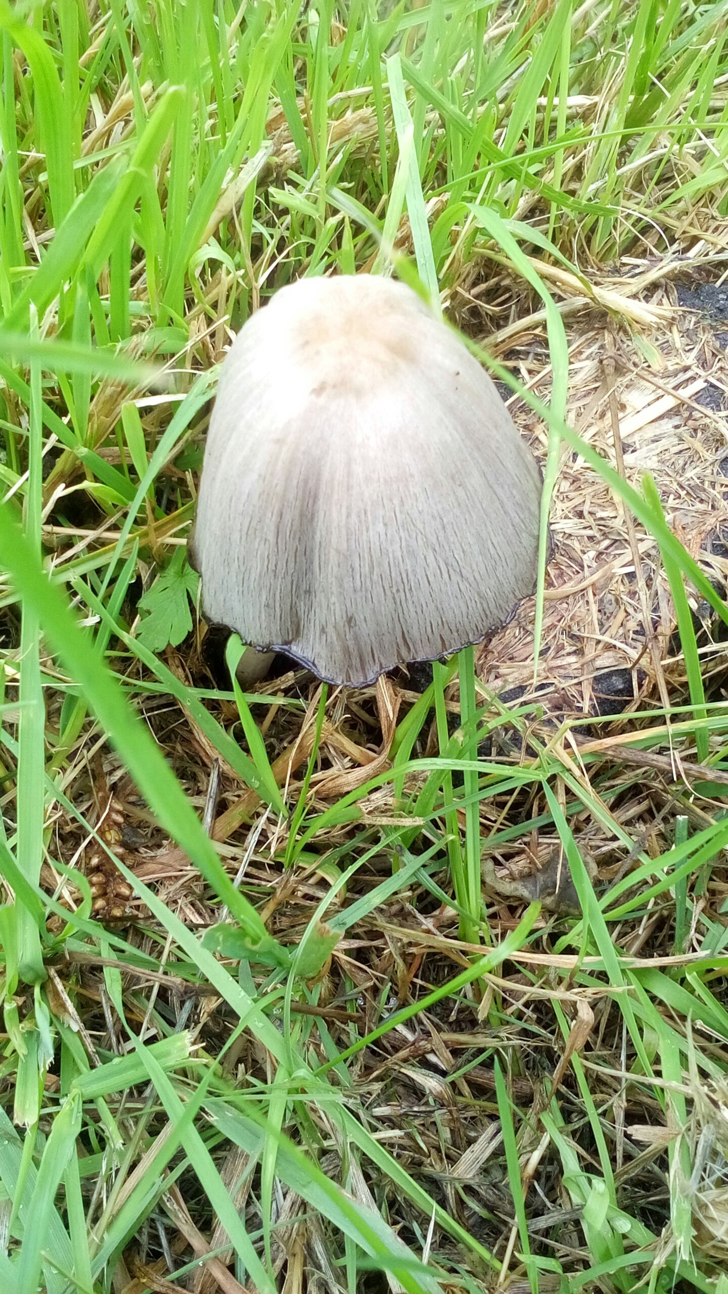 Mushroom - My, Mobile photography, Mushrooms, How can I, Longpost