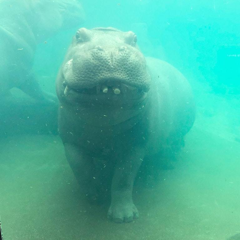 In a still pool, a hippo is found - The photo, Water, hippopotamus, Young, Smile