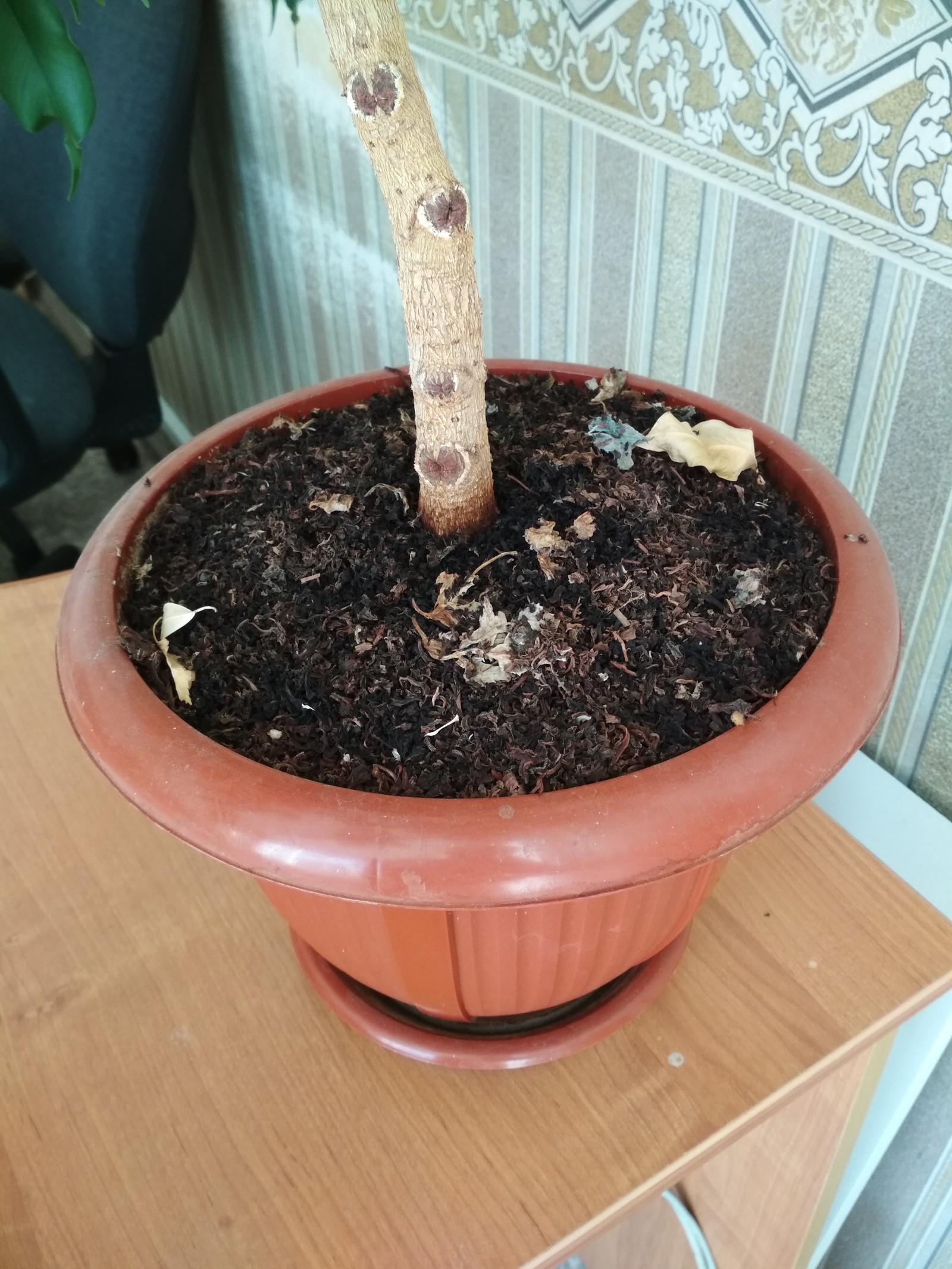 Life hack from an office worker, dumping used tea leaves into flower pots - My, Life hack, Floriculture, Longpost