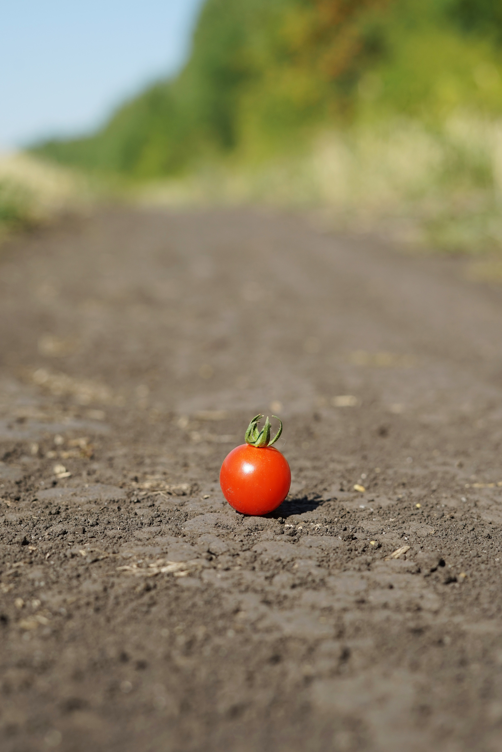 Tomato - My, Red, Tomatoes, The photo