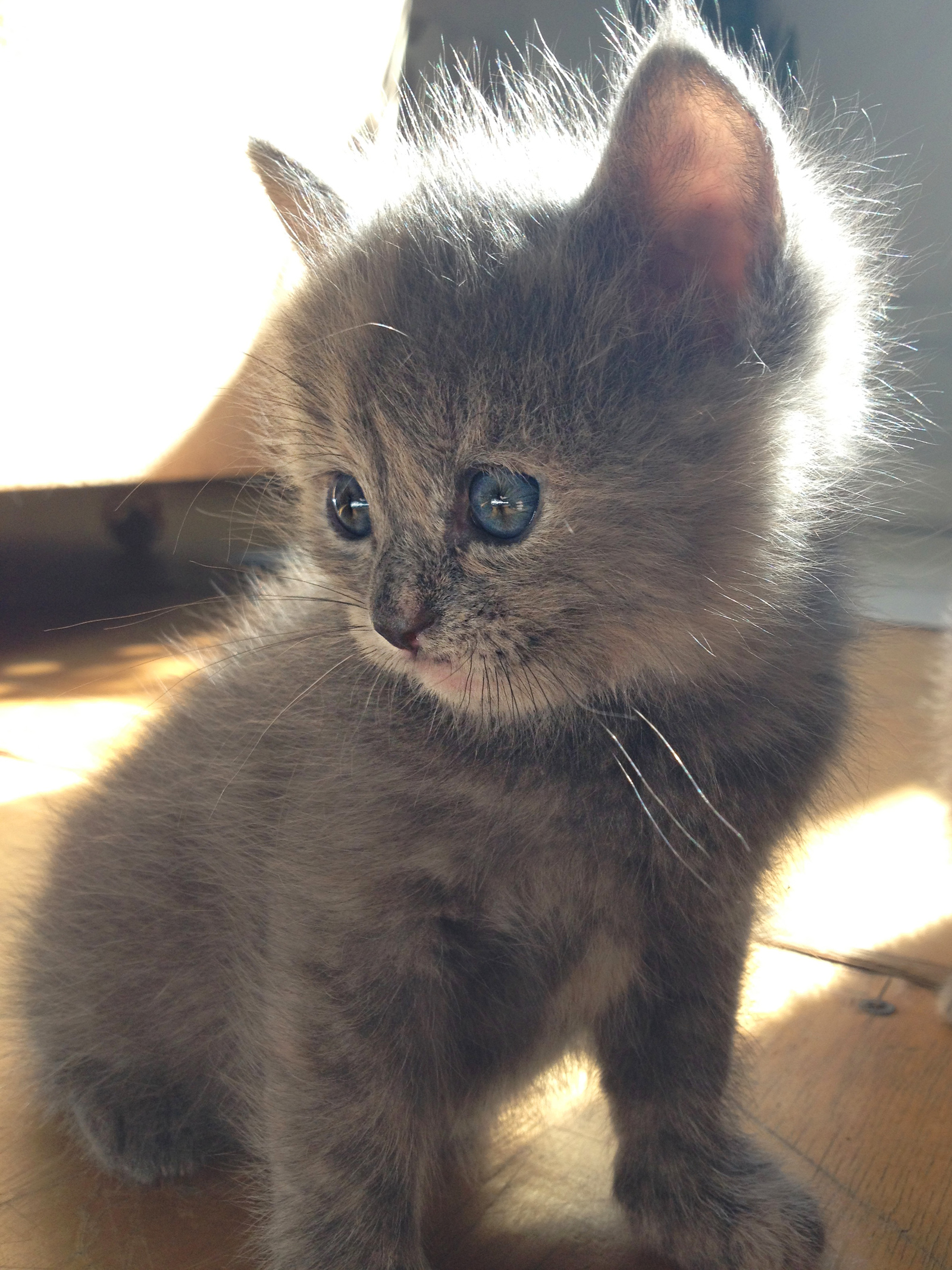 The kitten is looking for a home. - My, cat, In good hands, , Longpost