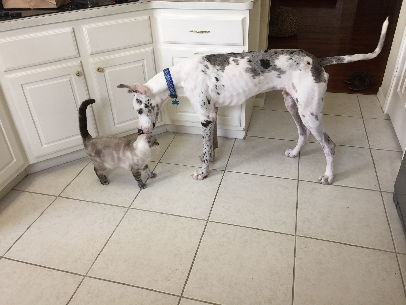 Puppy - royal dog - My, Cats and dogs together, Puppies, Great Dane, Longpost, cat, Dog