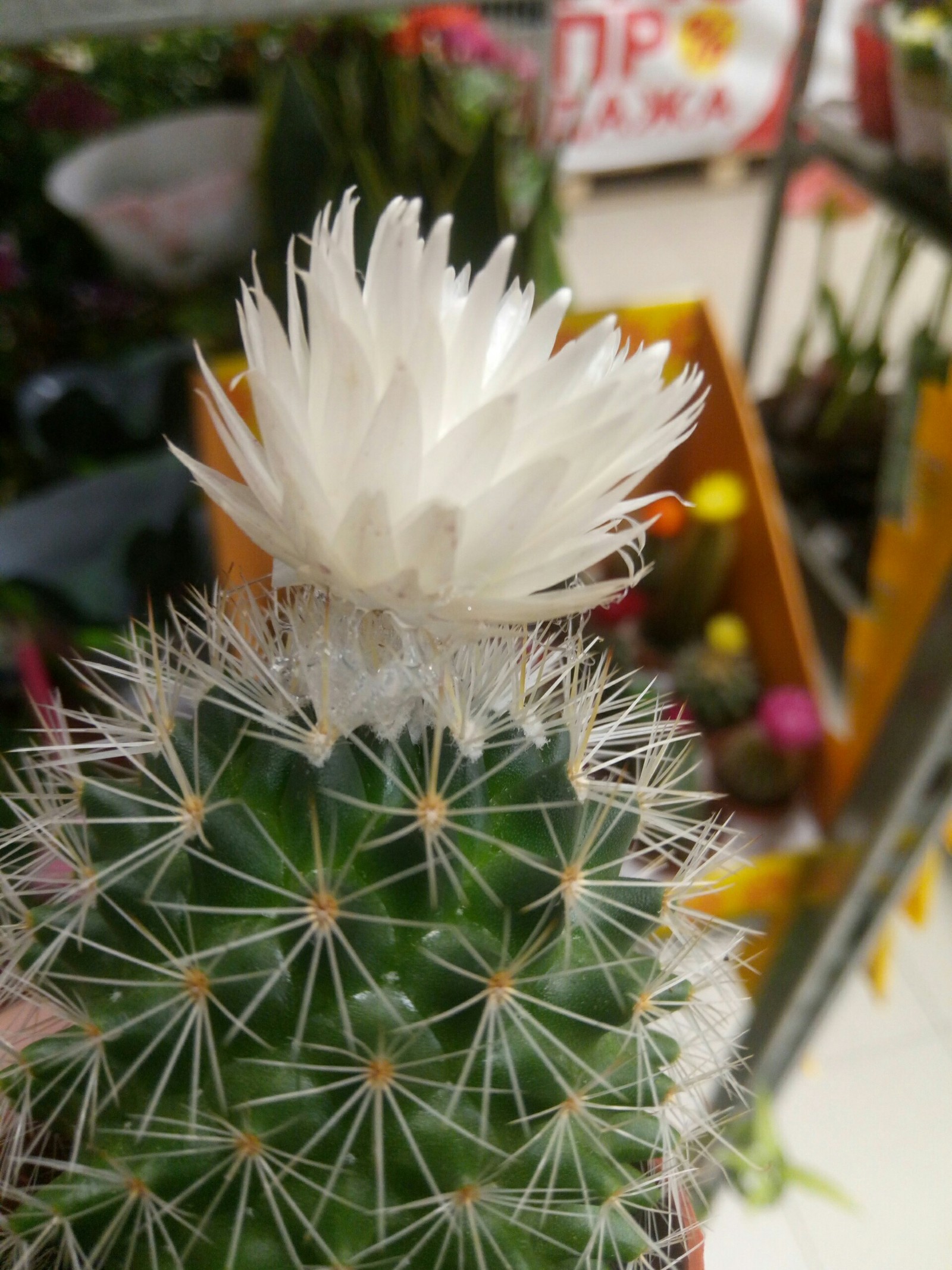 Deception, deceit everywhere - Deception, Cactus, Blooming cacti, Glue, Longpost