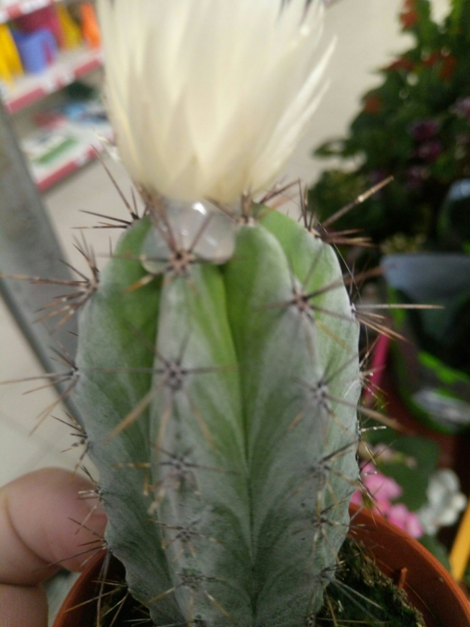 Deception, deceit everywhere - Deception, Cactus, Blooming cacti, Glue, Longpost