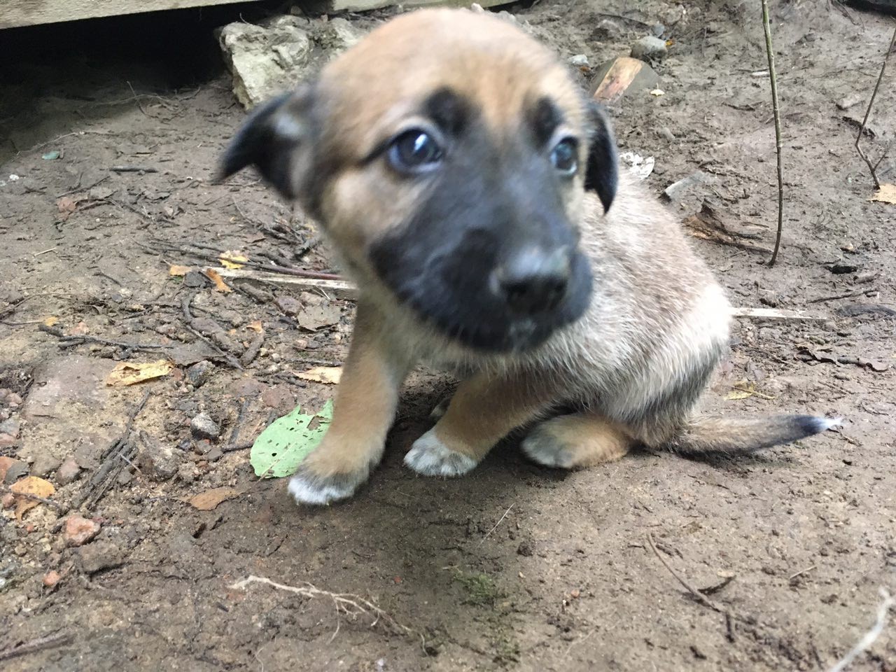 Puppy friends in good hands! St. Petersburg - My, In good hands, , Dog, Friend, Saint Petersburg, Homeless animals, No rating, Longpost