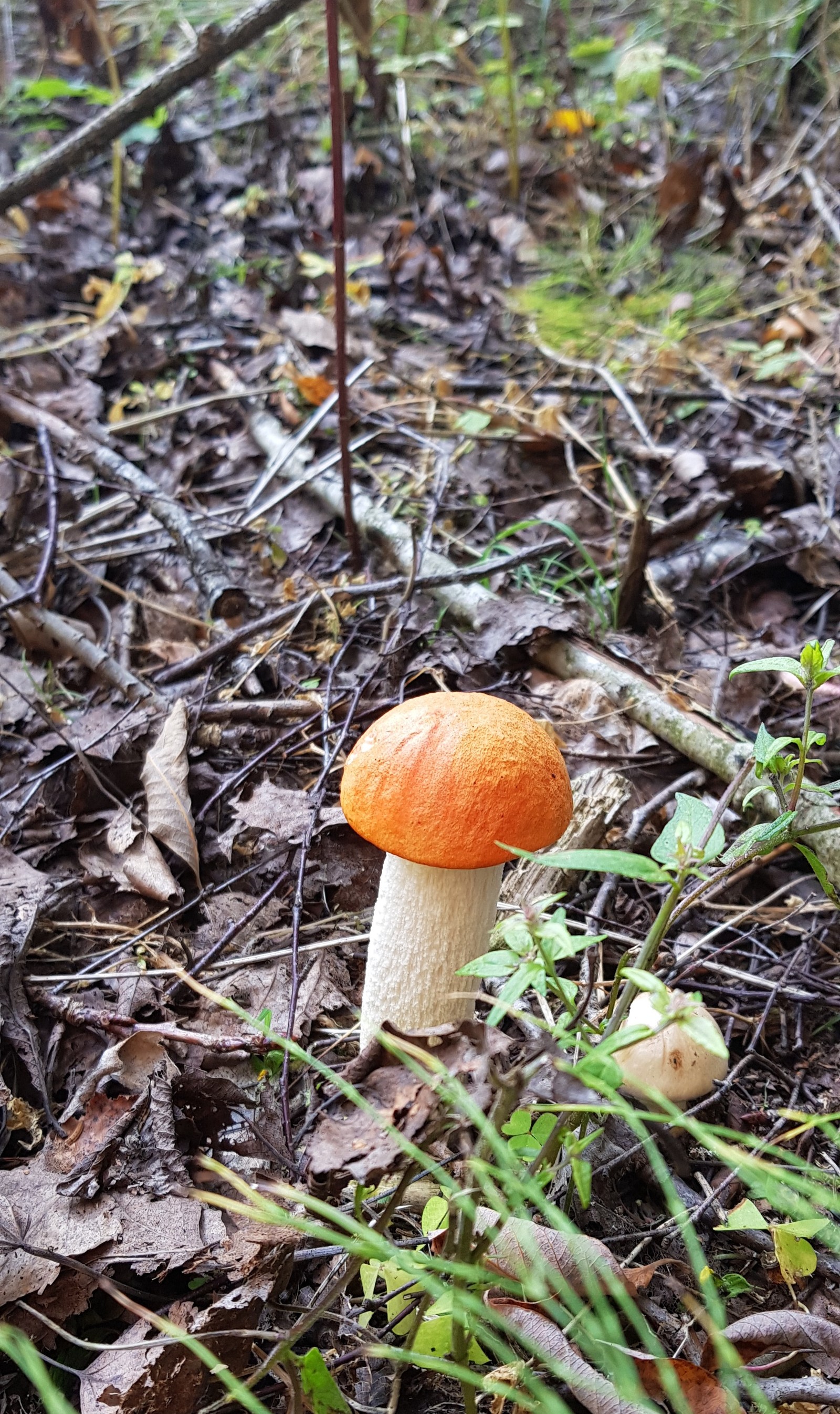 My beauties - My, Mushrooms, Leningrad region, Mining, Longpost