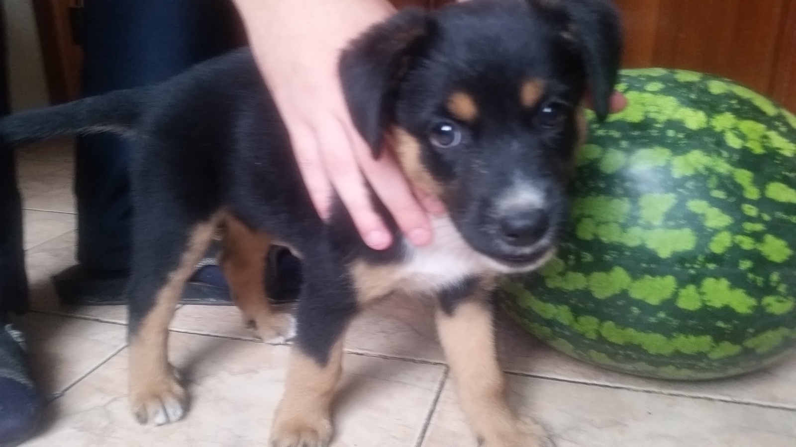 Help house the puppies. Krasnodar. - My, Krasnodar, Animals, In good hands, Longpost, Dog, Puppies