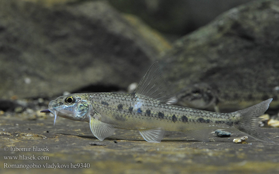 Gudgeon - My, Ocean, Longpost, Gudgeon, A fish