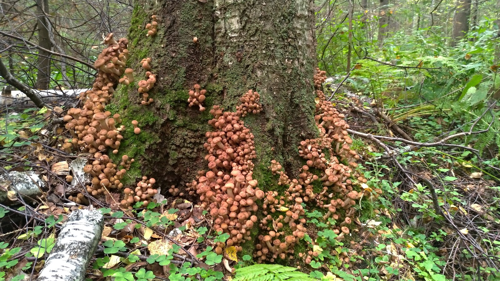 Mushroom rain. - My, Mushrooms, Idea, Life hack, Longpost