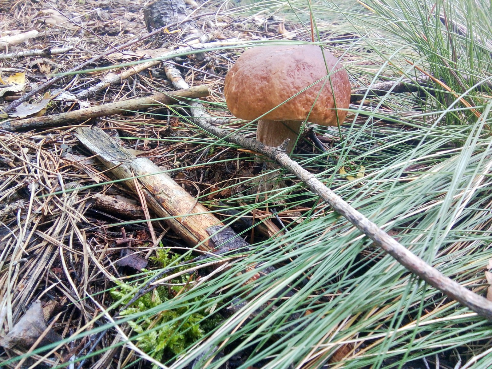 Silent hunt - My, Silent hunt, Mushrooms, Zhytomyr region, Catch, Longpost