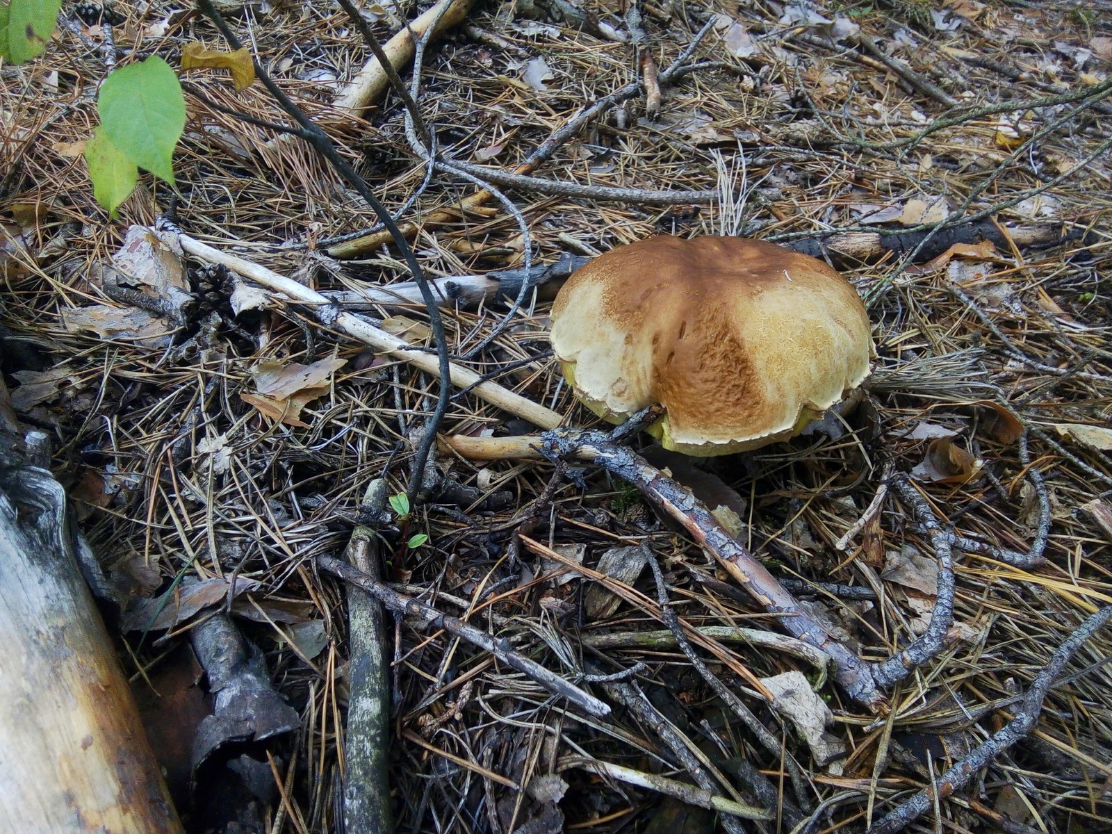 Silent hunt - My, Silent hunt, Mushrooms, Zhytomyr region, Catch, Longpost