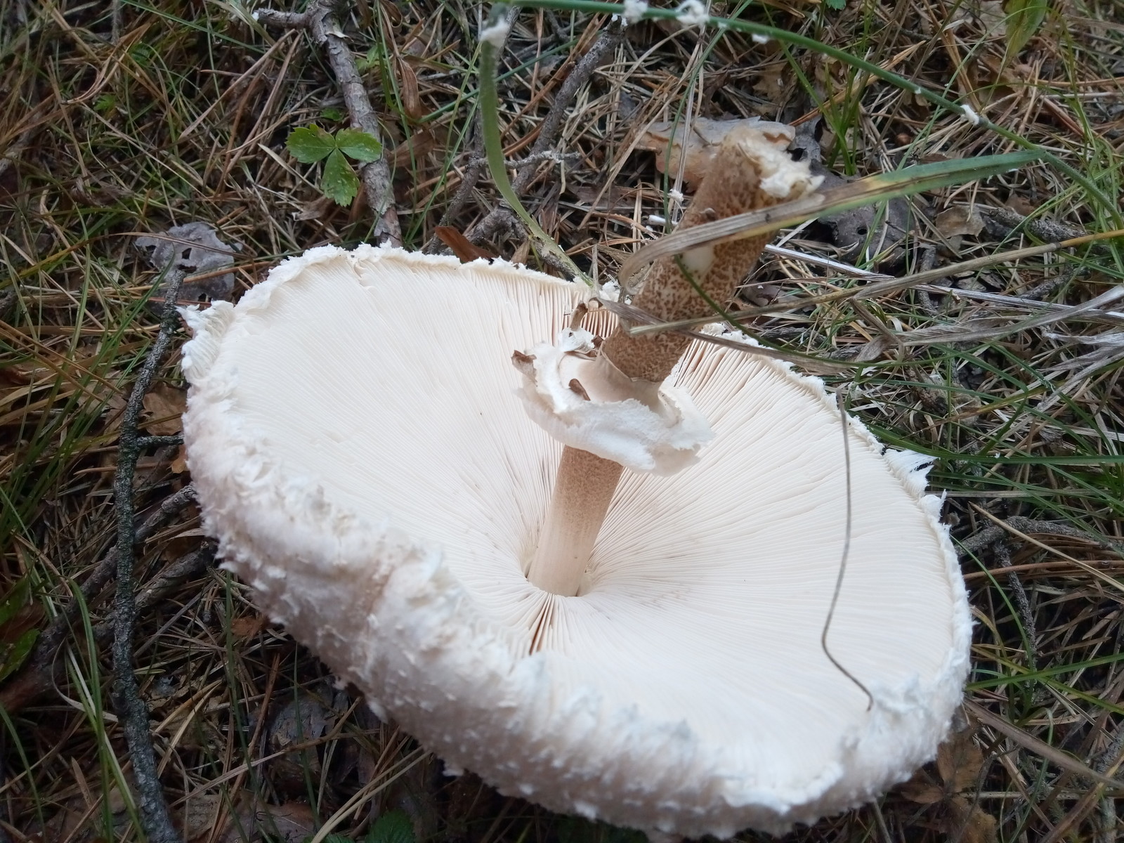 Tropical umbrella visiting the Urals - Mushrooms, Miracle Mushrooms, Poisonous mushrooms, Tropics, Longpost