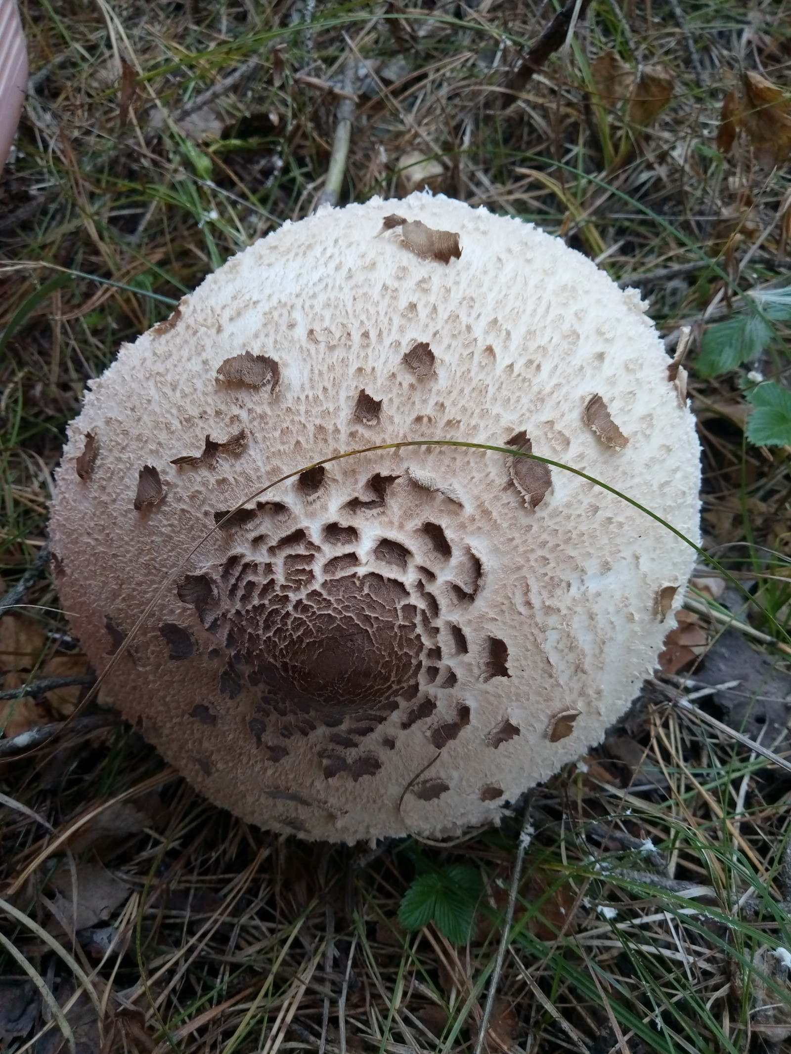 Tropical umbrella visiting the Urals - Mushrooms, Miracle Mushrooms, Poisonous mushrooms, Tropics, Longpost