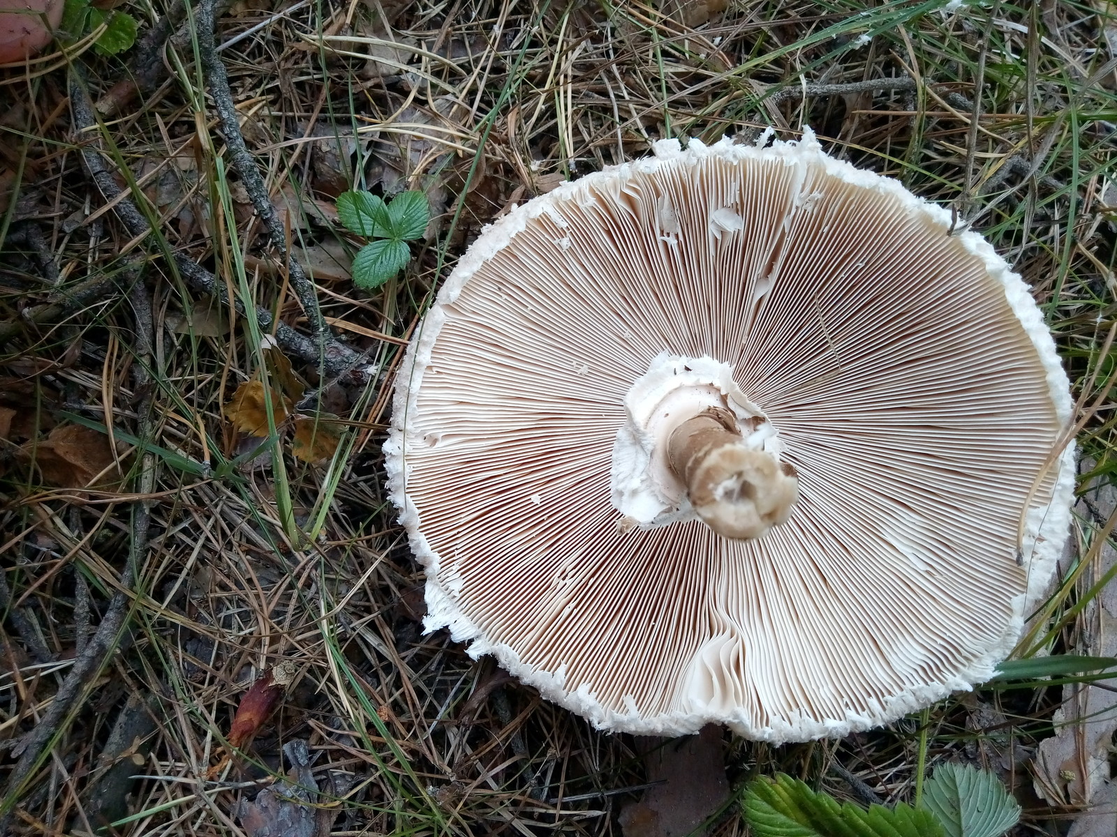 Tropical umbrella visiting the Urals - Mushrooms, Miracle Mushrooms, Poisonous mushrooms, Tropics, Longpost