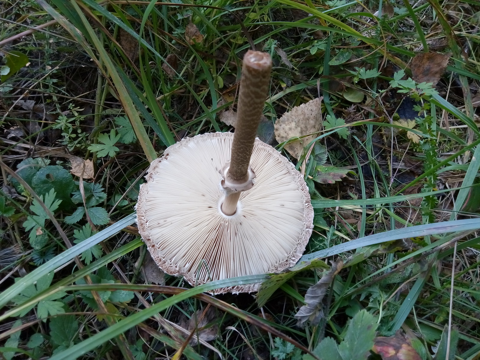 Tropical umbrella visiting the Urals - Mushrooms, Miracle Mushrooms, Poisonous mushrooms, Tropics, Longpost