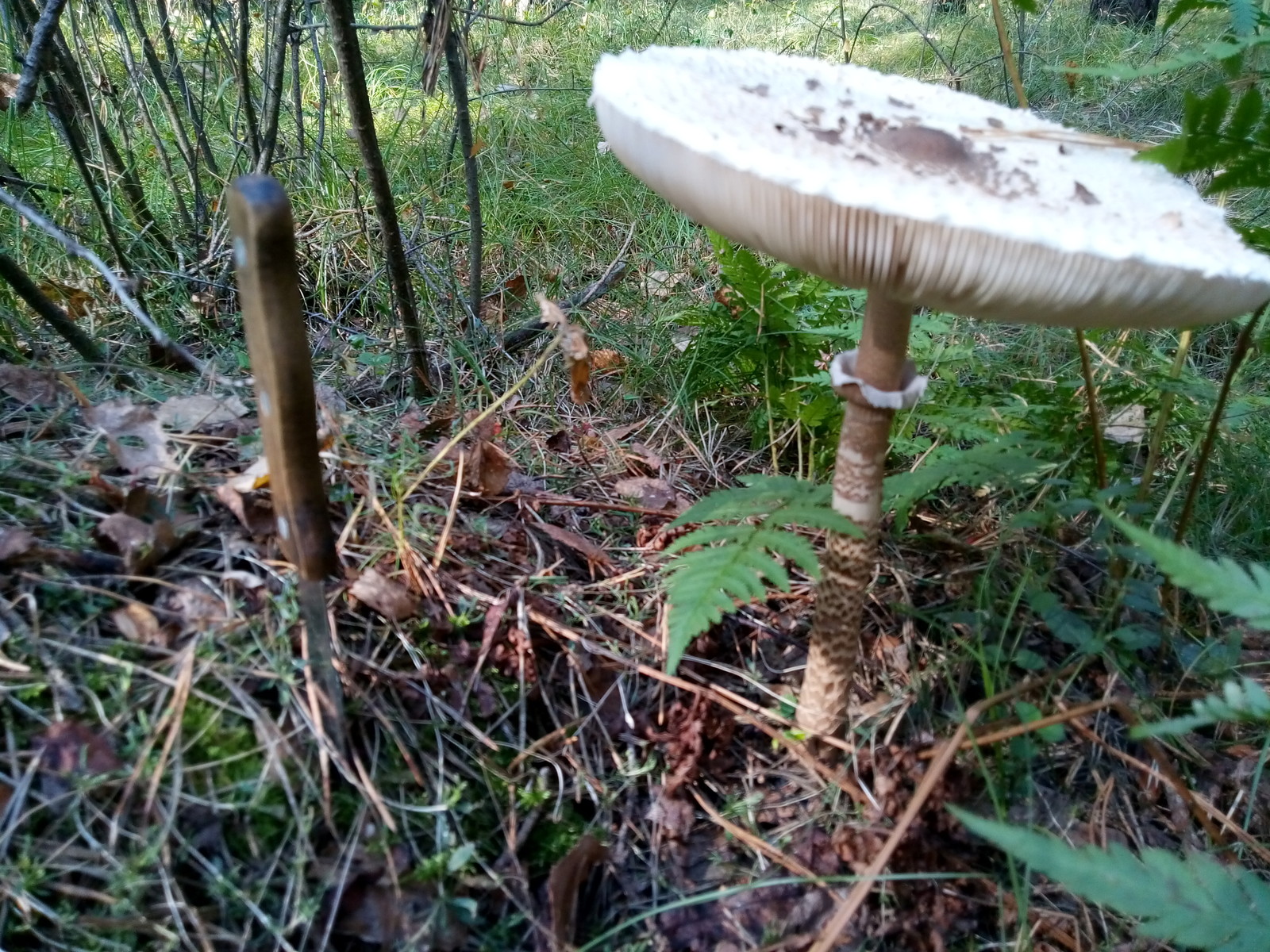 Tropical umbrella visiting the Urals - Mushrooms, Miracle Mushrooms, Poisonous mushrooms, Tropics, Longpost