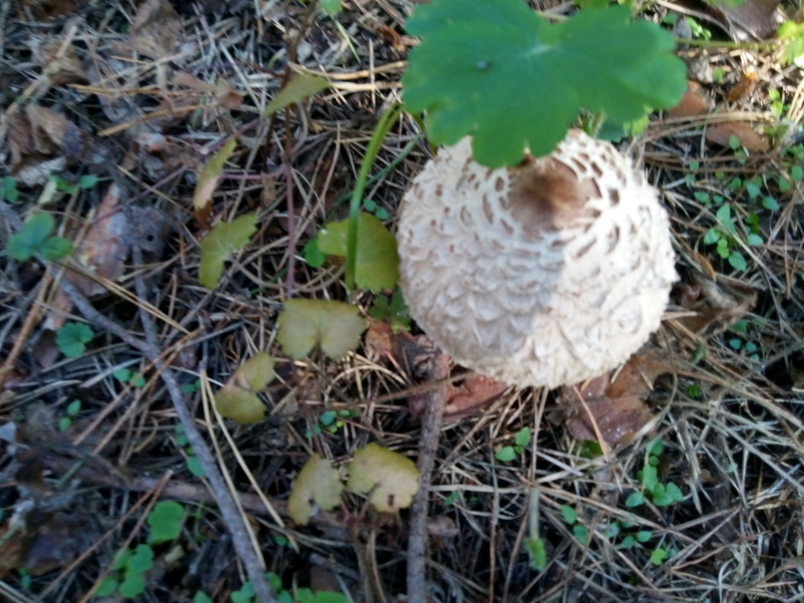 Tropical umbrella visiting the Urals - Mushrooms, Miracle Mushrooms, Poisonous mushrooms, Tropics, Longpost