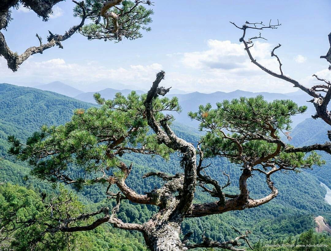 The only Lianovy forest in Russia, Magaramkentsky district, Republic of Dagestan. - Interesting, The photo, Nature, beauty of nature, beauty, wildlife, Dagestan, Photographer, Longpost