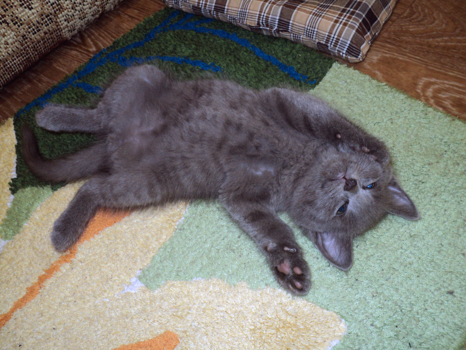 Kitten Grey's first day at my house. - My, cat, Longpost, Pet, , Pets